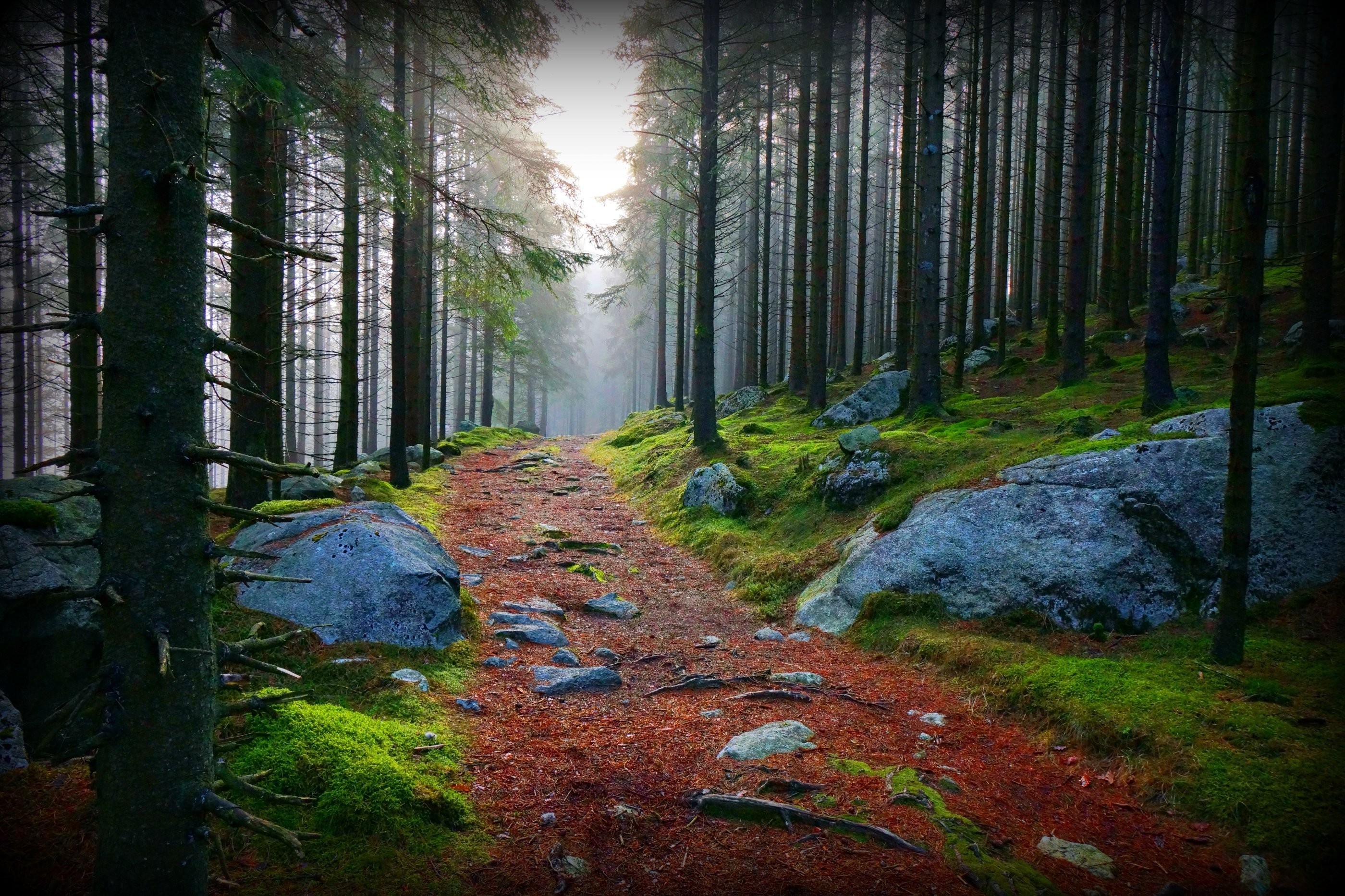 Forest path with mossy rocks and trees HD Wallpaper
