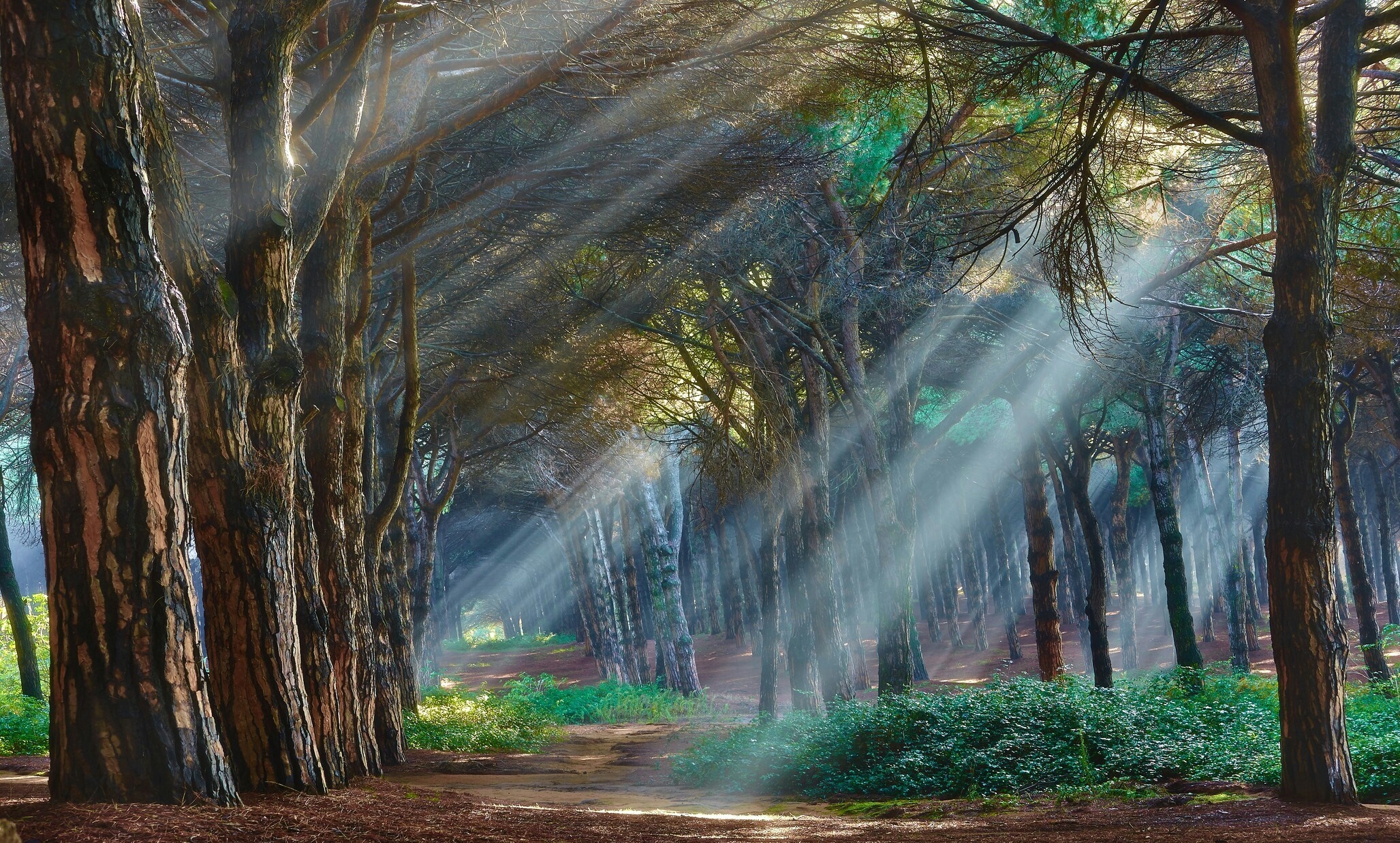 Sunlight filtering through trees in a forest HD Wallpaper