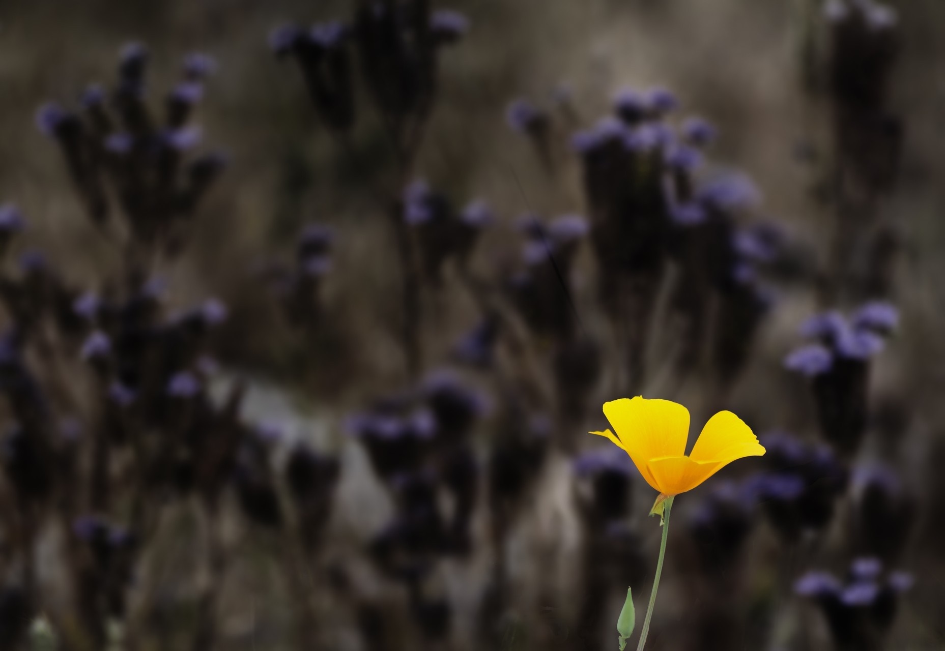 Yellow California Poppy with blurred purple flowers HD Wallpaper