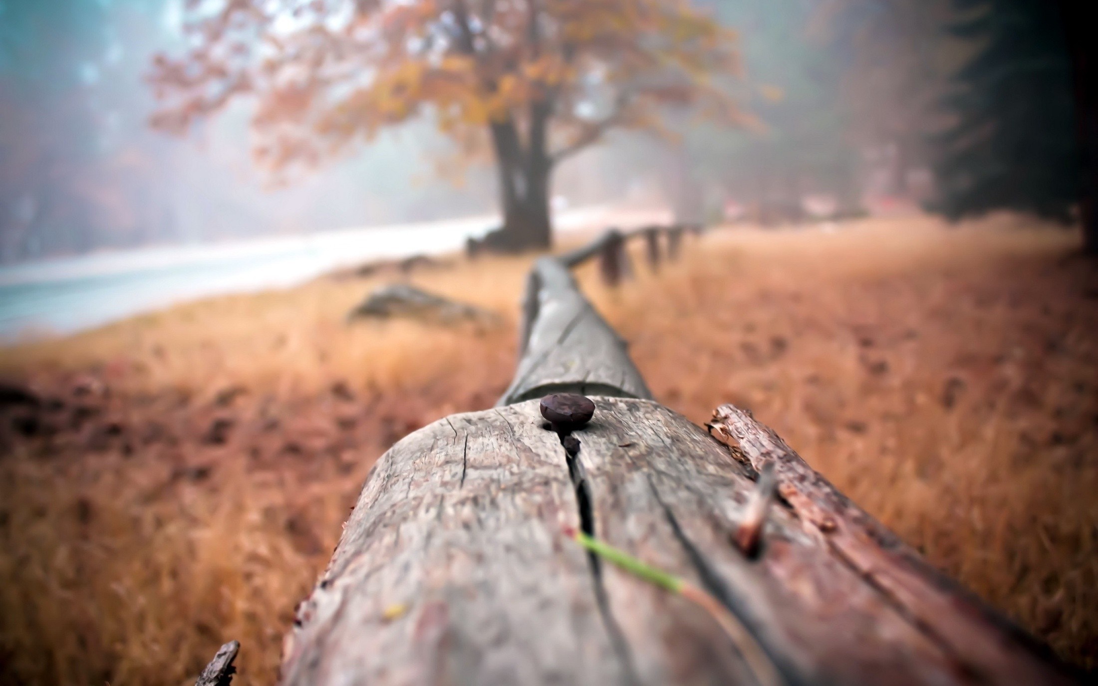 Autumn forest with fallen log and fog HD Wallpaper