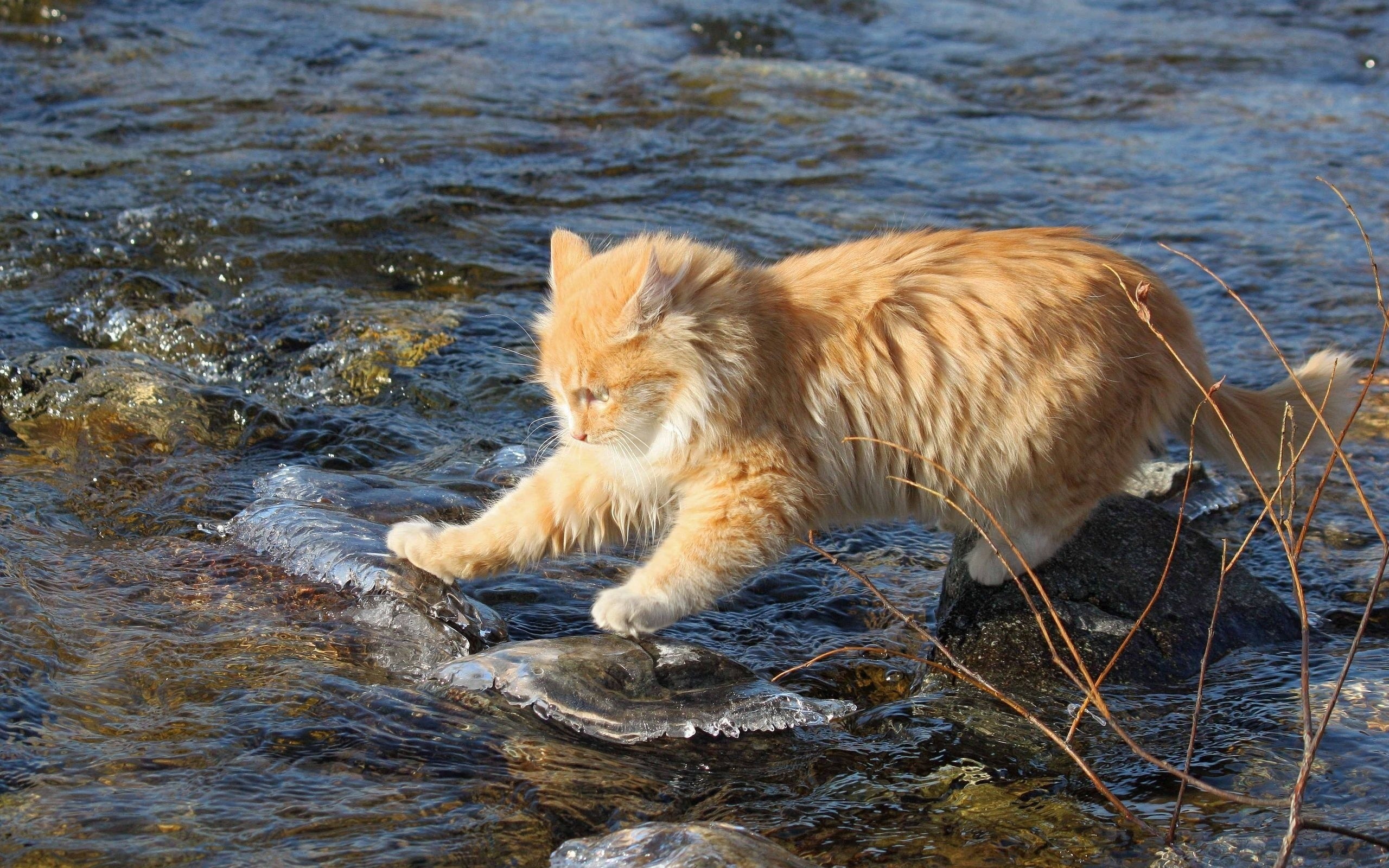 Orange cat walking on ice in a stream HD Wallpaper