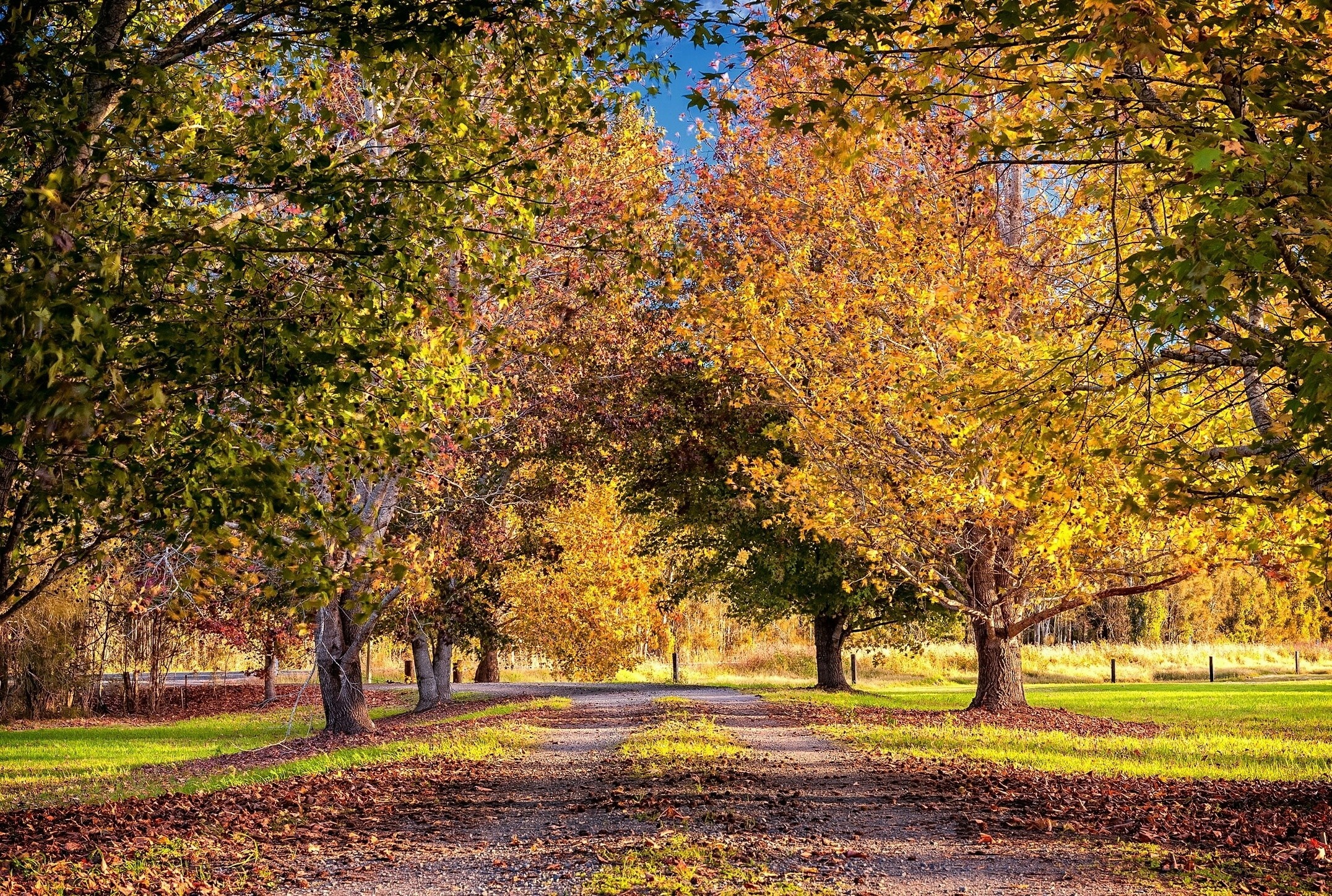 Autumn trees lining a dirt road with fallen leaves HD Wallpaper