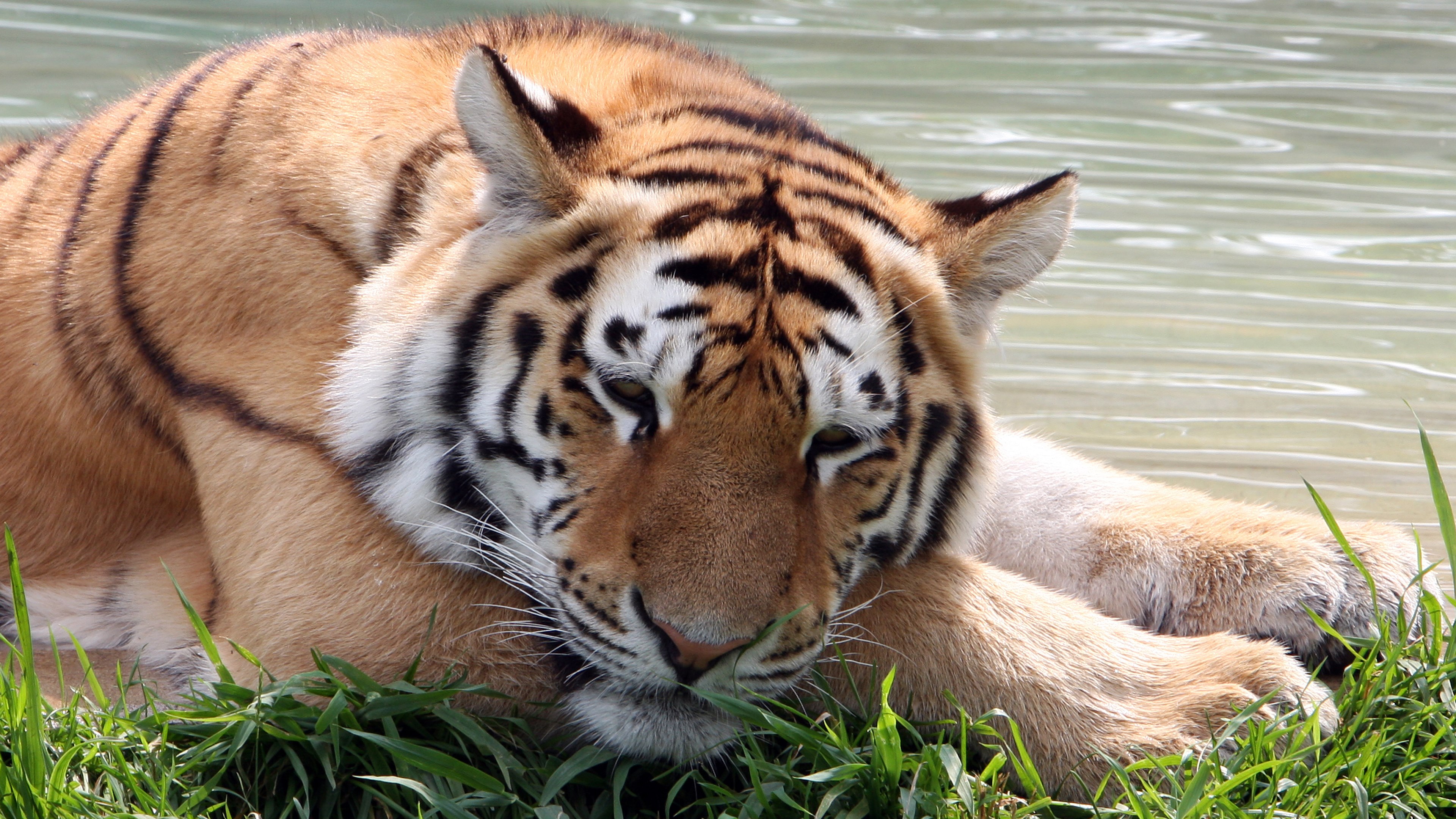 Tiger resting by the water HD Wallpaper
