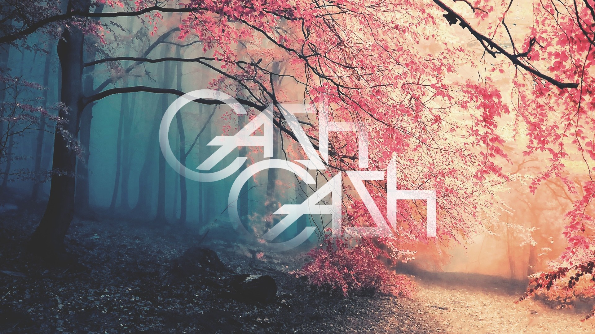 CASH CASH logo in a misty forest with pink trees HD Wallpaper