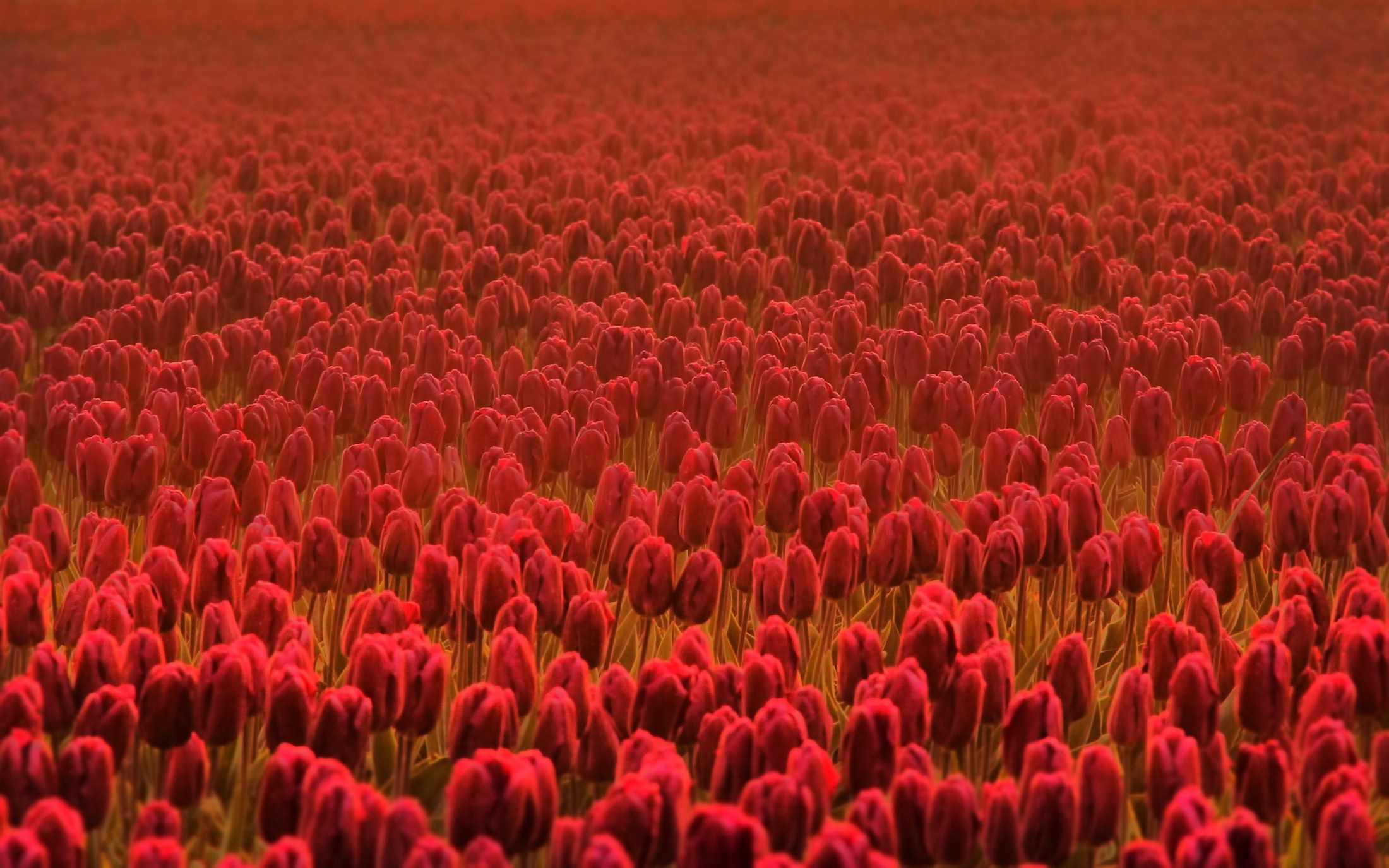 A field of red tulips HD Wallpaper