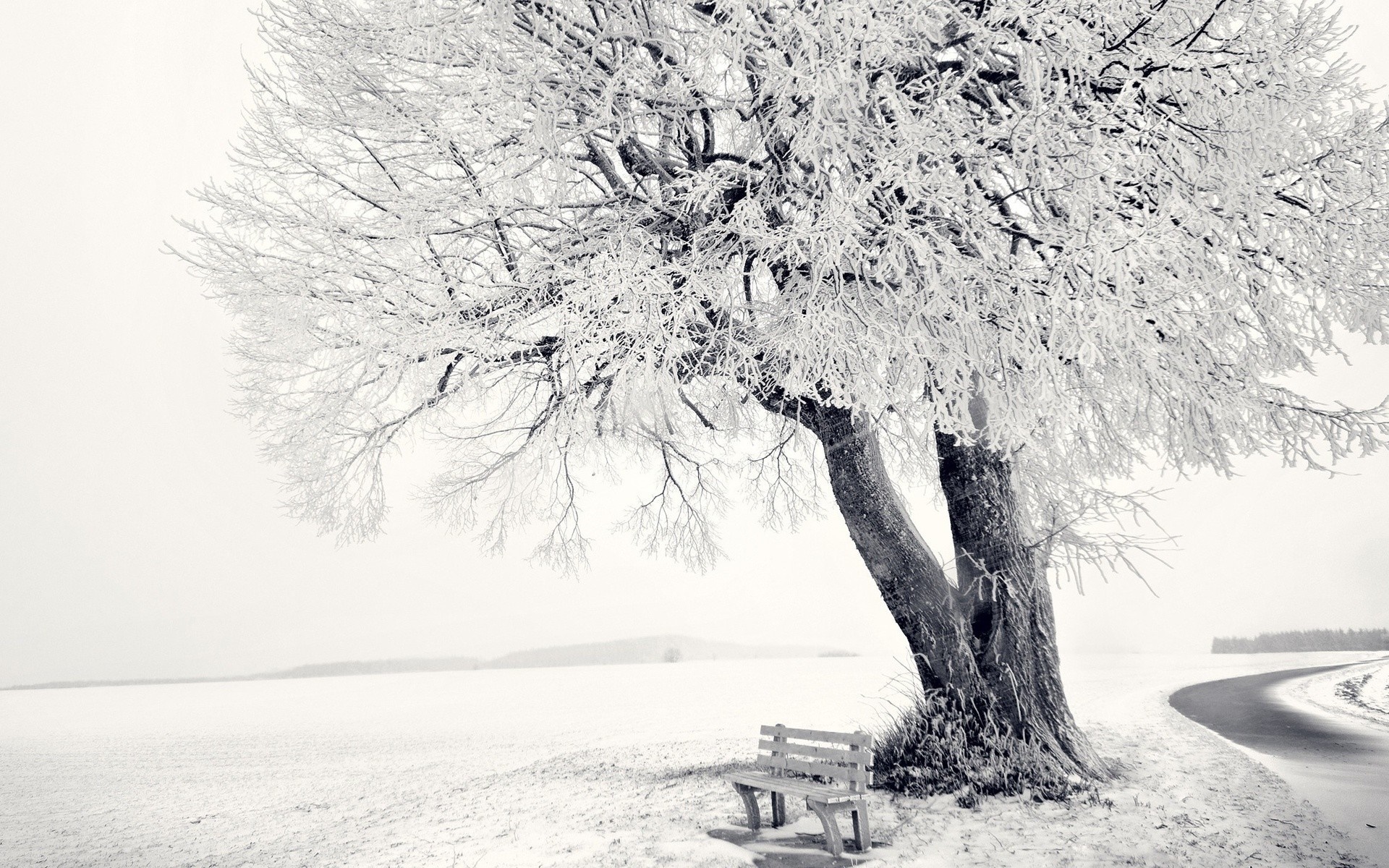 A frost-covered tree and bench on a snowy landscape HD Wallpaper