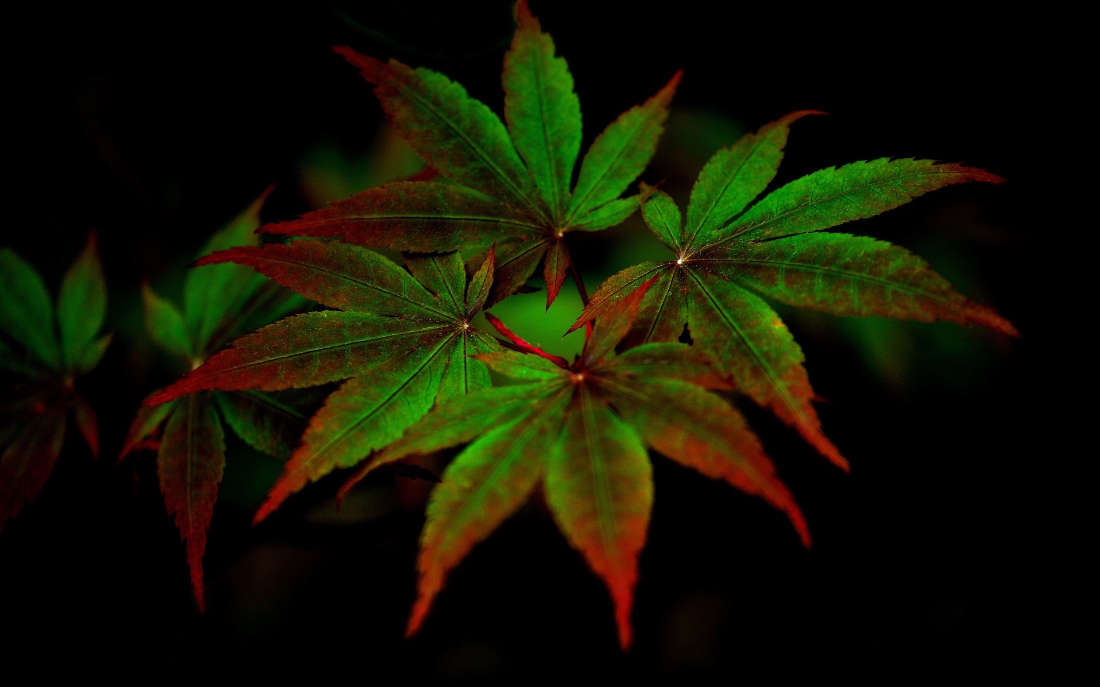 Close-up of green and red maple leaves on a dark background HD Wallpaper