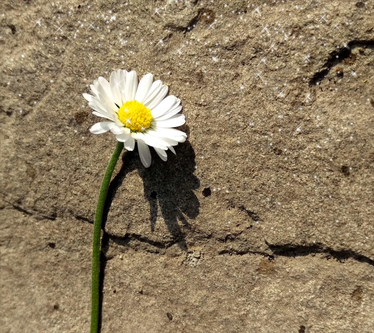 Daisy flower on a stone surface with sparkles HD Wallpaper