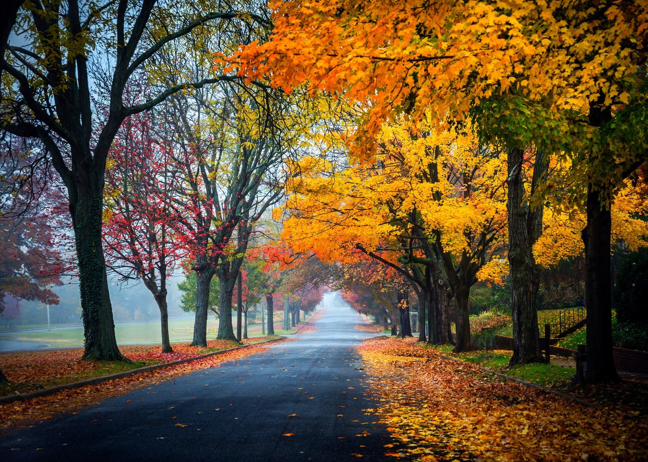 Autumn road lined with colorful trees HD Wallpaper