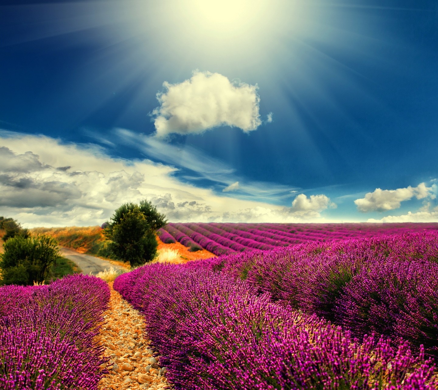 Lavender field under a sunny sky HD Wallpaper