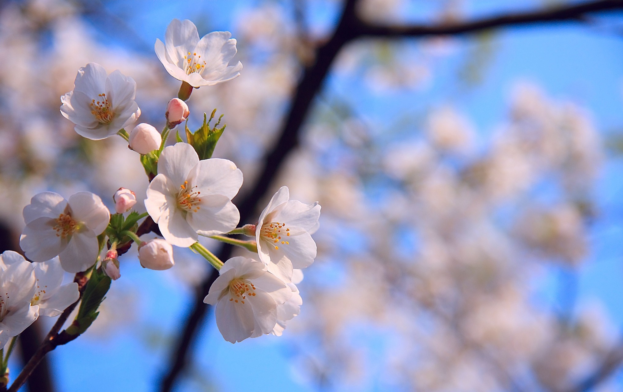 Close up of cherry blossoms on a branch HD Wallpaper