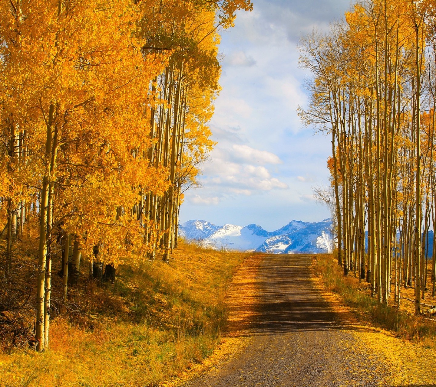 Autumn road through aspen trees to snowy mountains HD Wallpaper