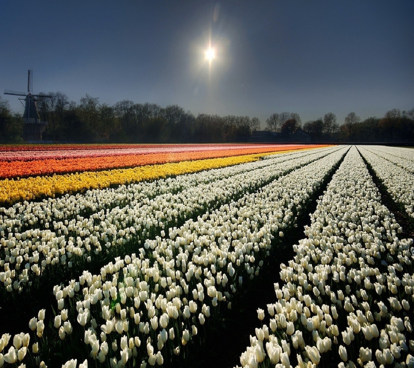 Tulip field with windmill and sun HD Wallpaper