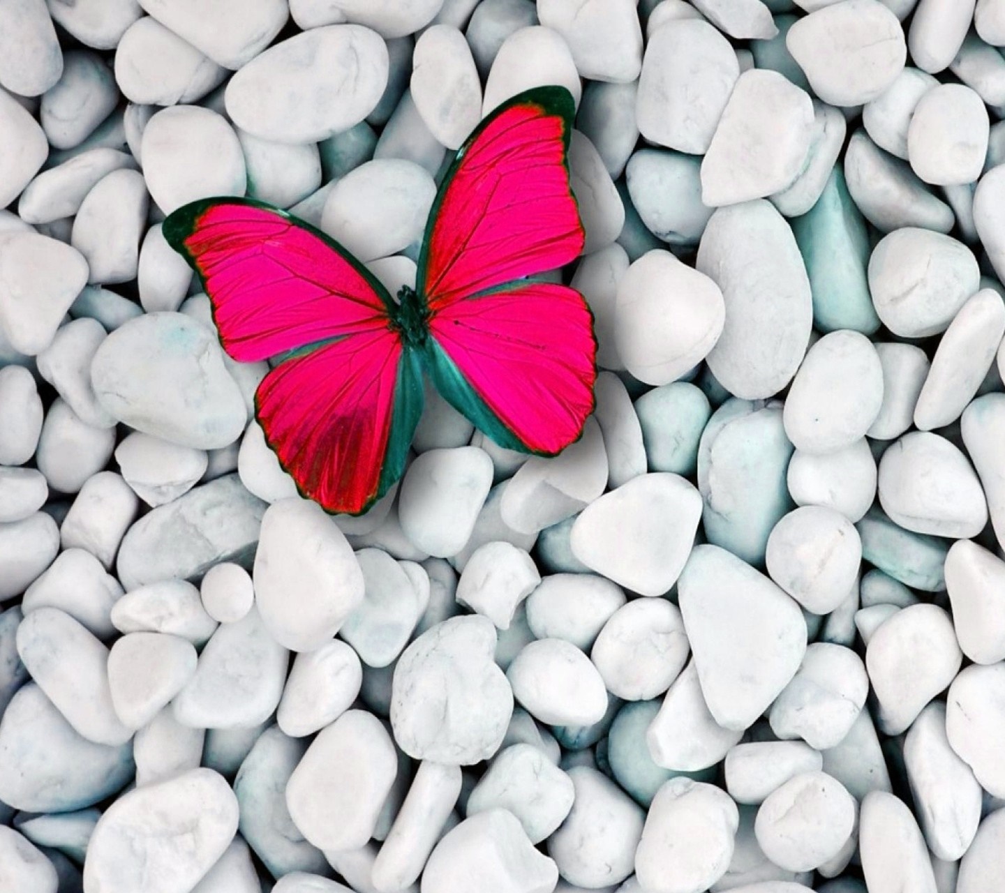 Pink butterfly on white pebbles HD Wallpaper