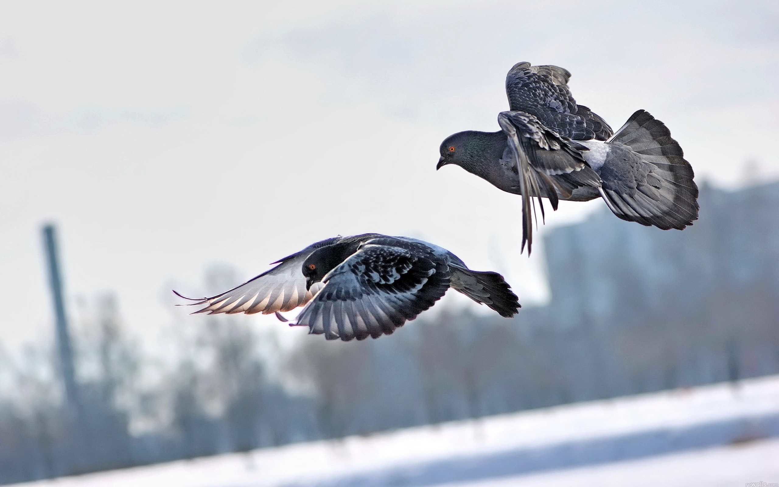 Two pigeons flying in the sky HD Wallpaper