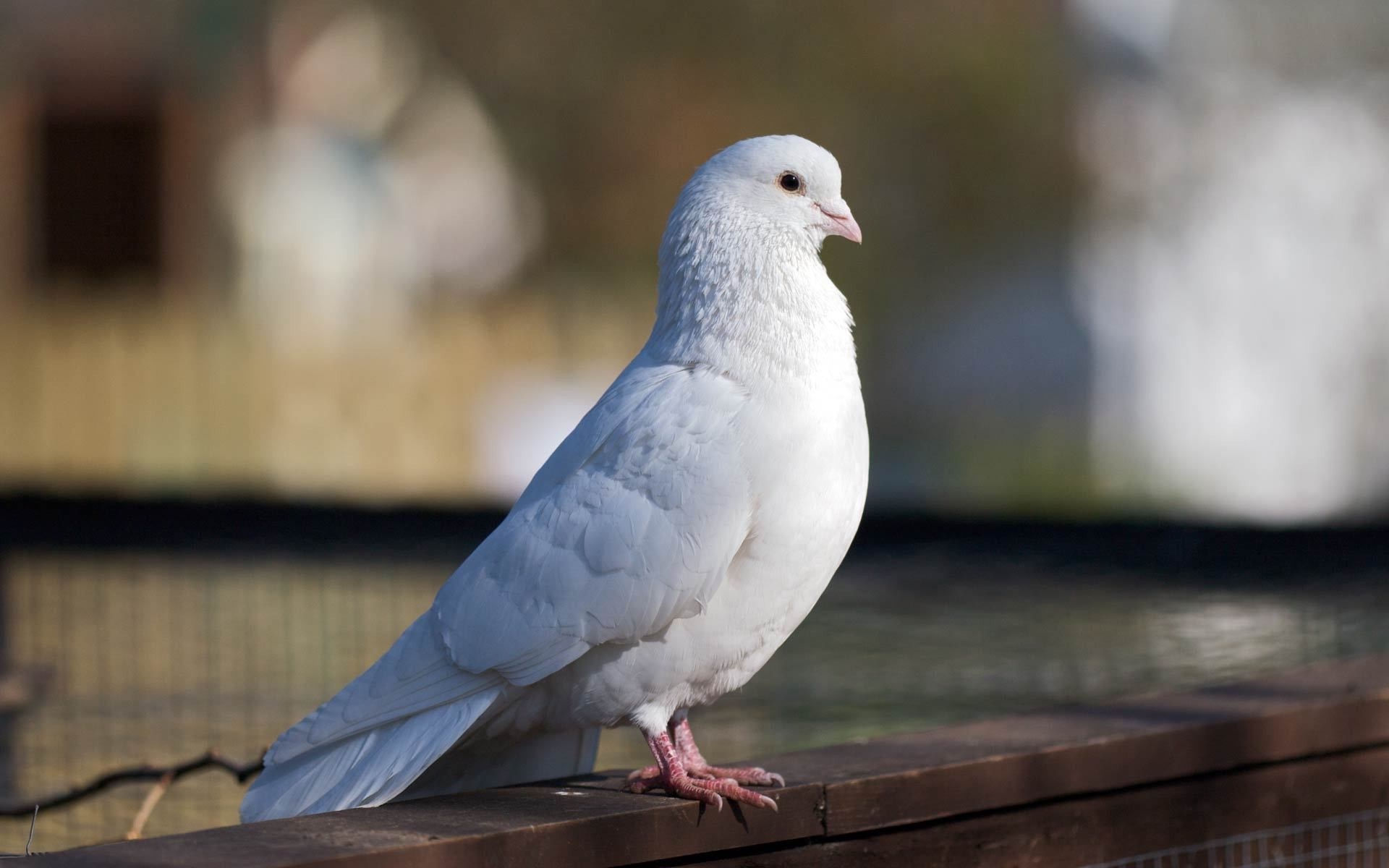 White dove perched on a wooden railing HD Wallpaper