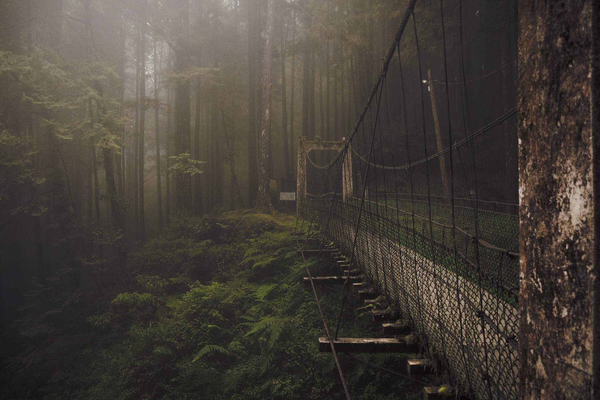 Suspension bridge in a misty forest HD Wallpaper