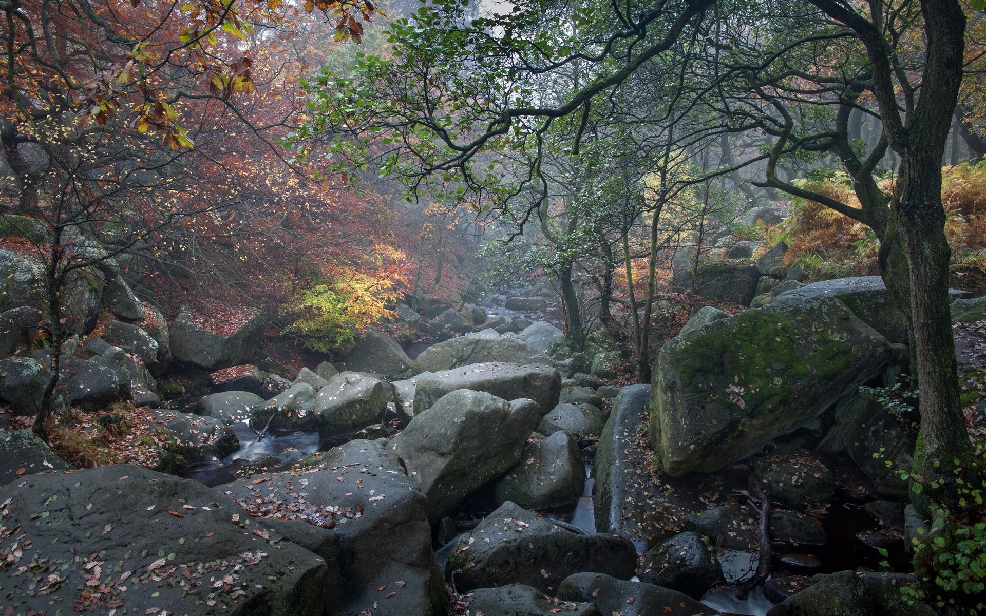 Autumn forest stream with large rocks and fallen leaves HD Wallpaper