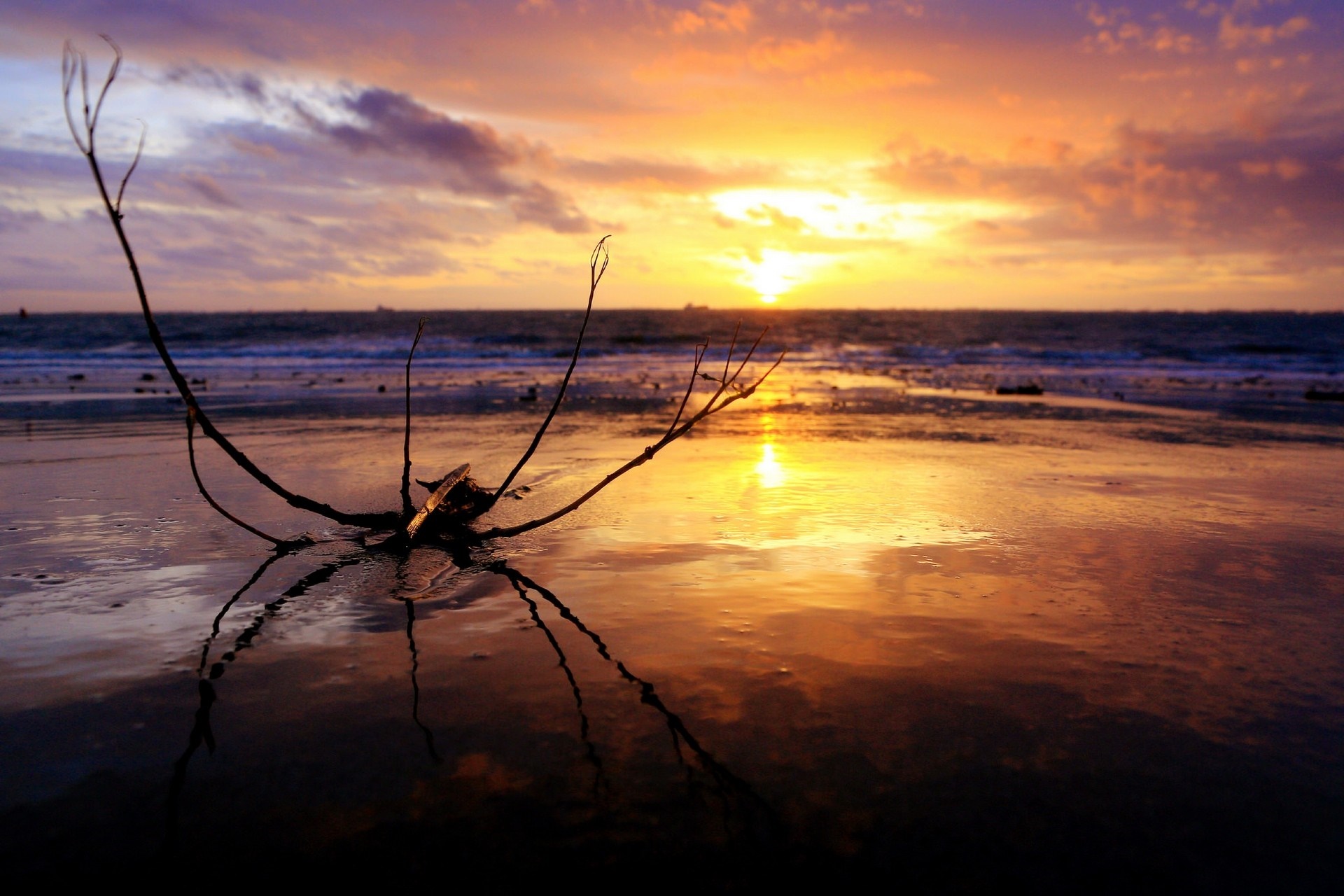 Driftwood on a beach at sunset with ocean reflection HD Wallpaper