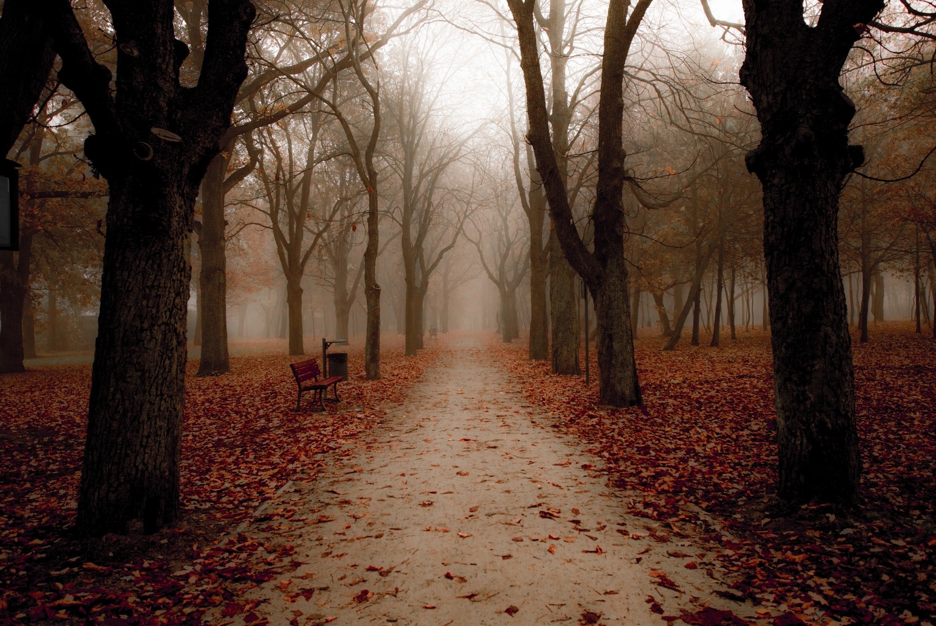 Park path lined with trees in autumn mist HD Wallpaper