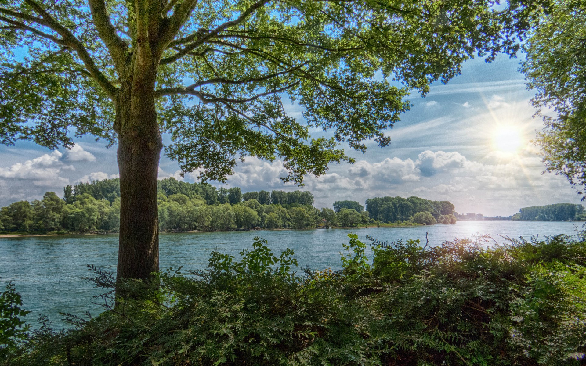 Tree by a River on a Sunny Day HD Wallpaper