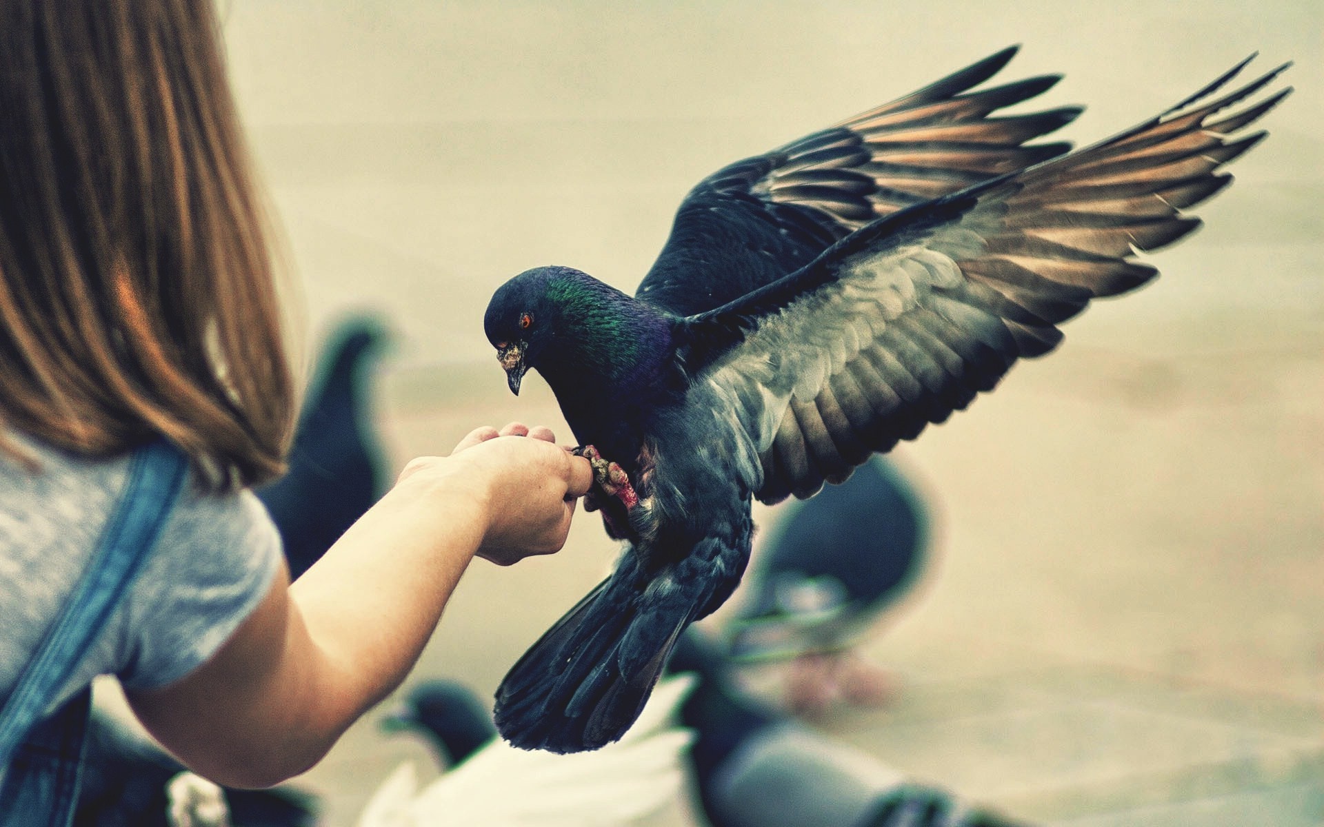 Girl feeding pigeons by hand HD Wallpaper