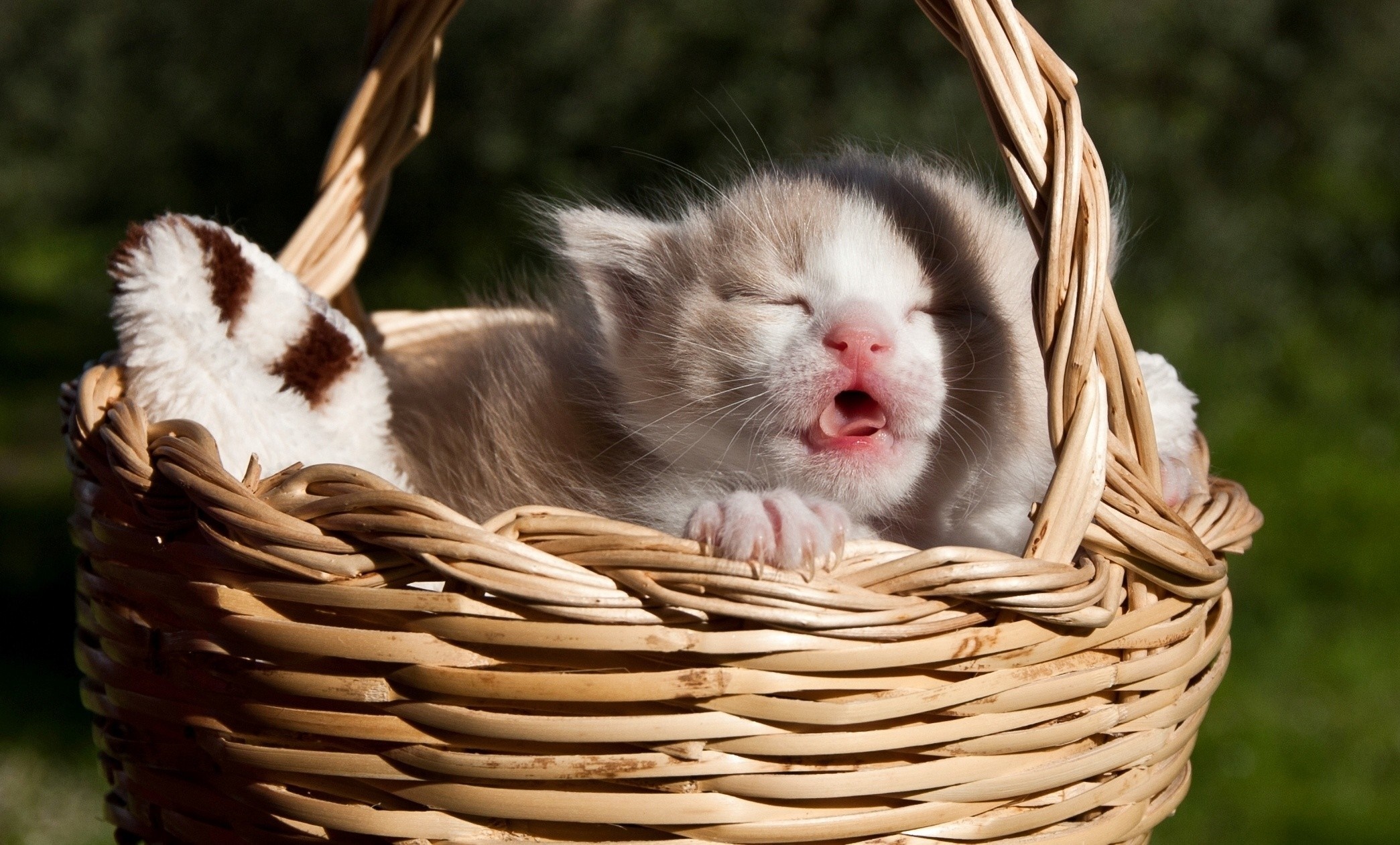 Kitten yawning in a wicker basket HD Wallpaper