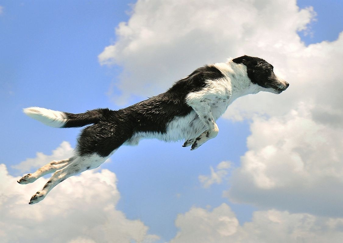 Black and white dog jumping in the sky HD Wallpaper