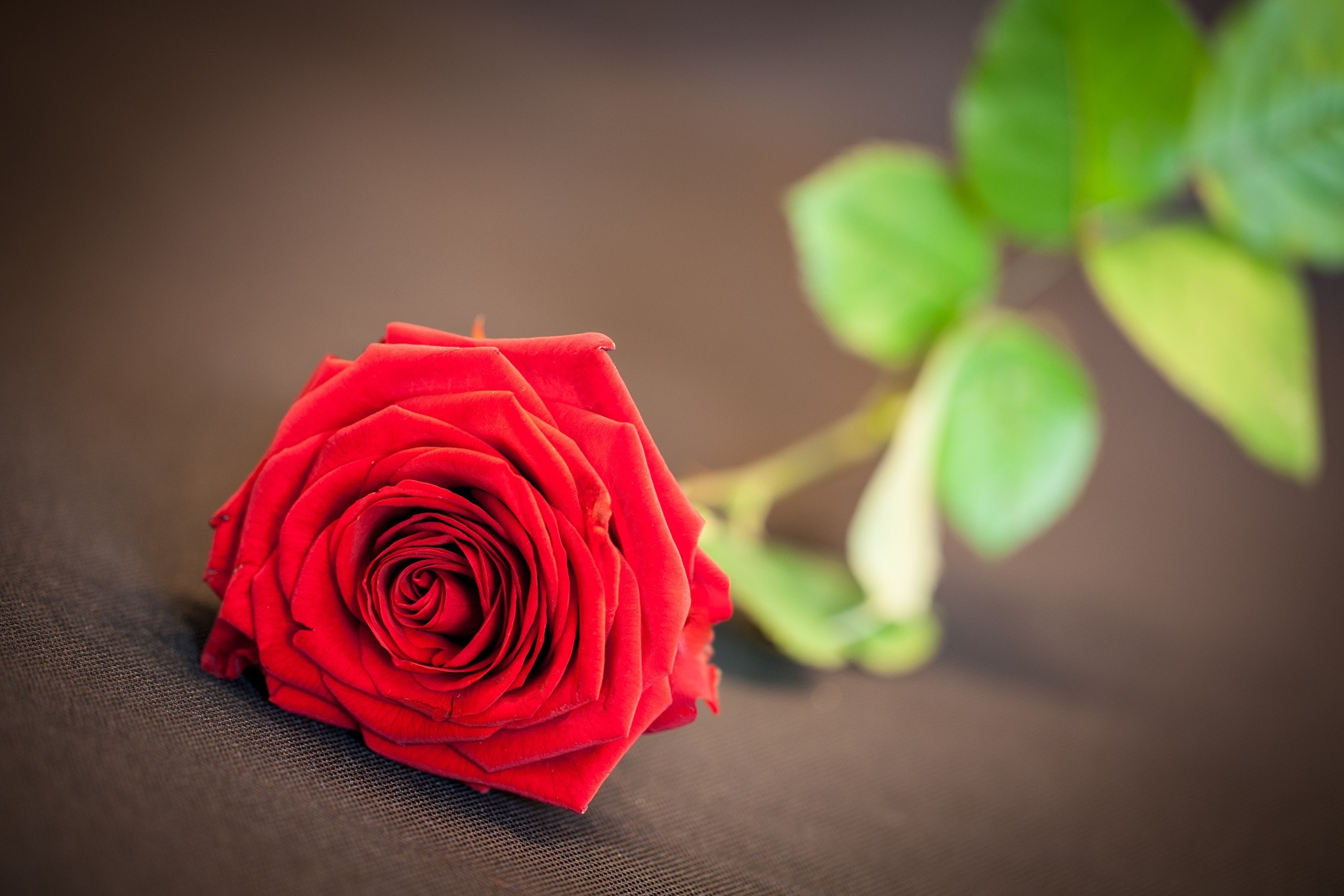 Red rose with green leaves on a dark background HD Wallpaper