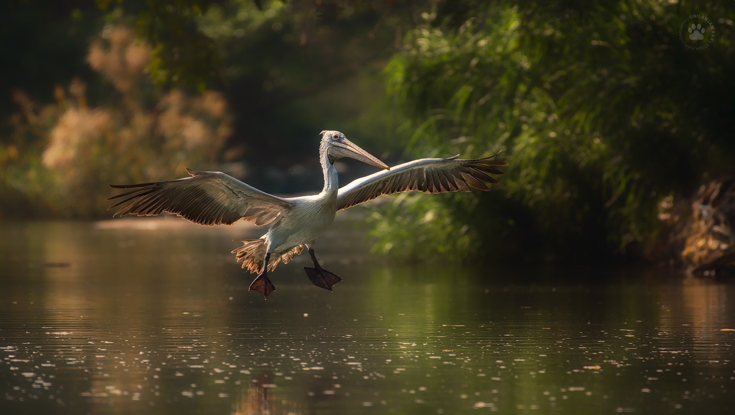 Pelican landing on water with wings spread HD Wallpaper