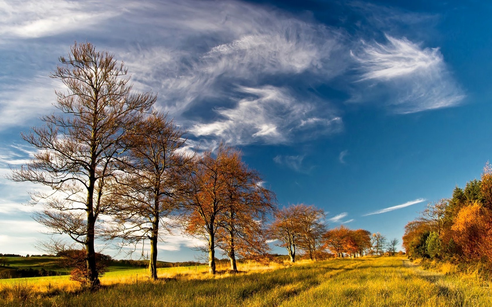 Autumn trees in a golden field under a blue sky HD Wallpaper