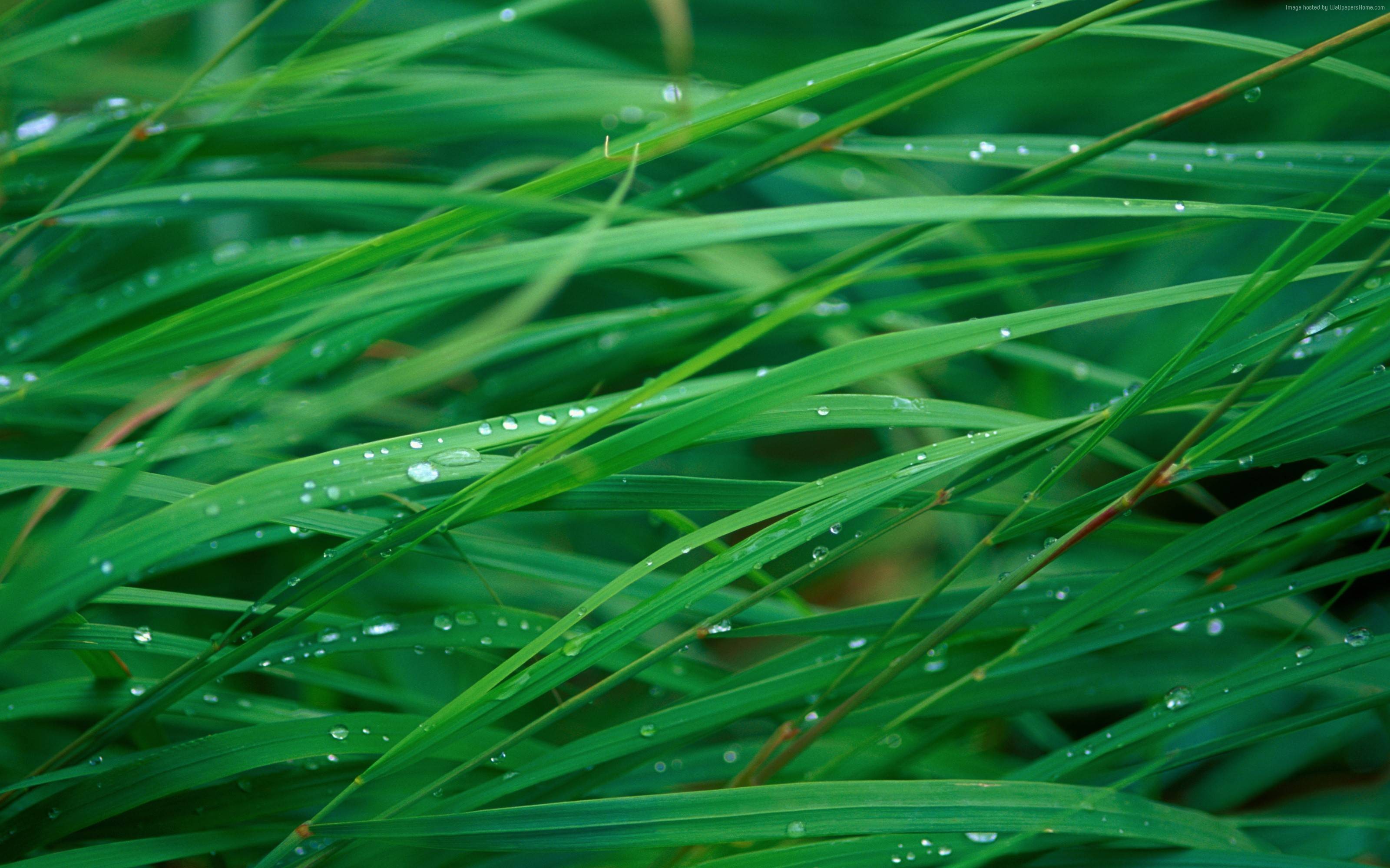 Green grass with dew drops HD Wallpaper
