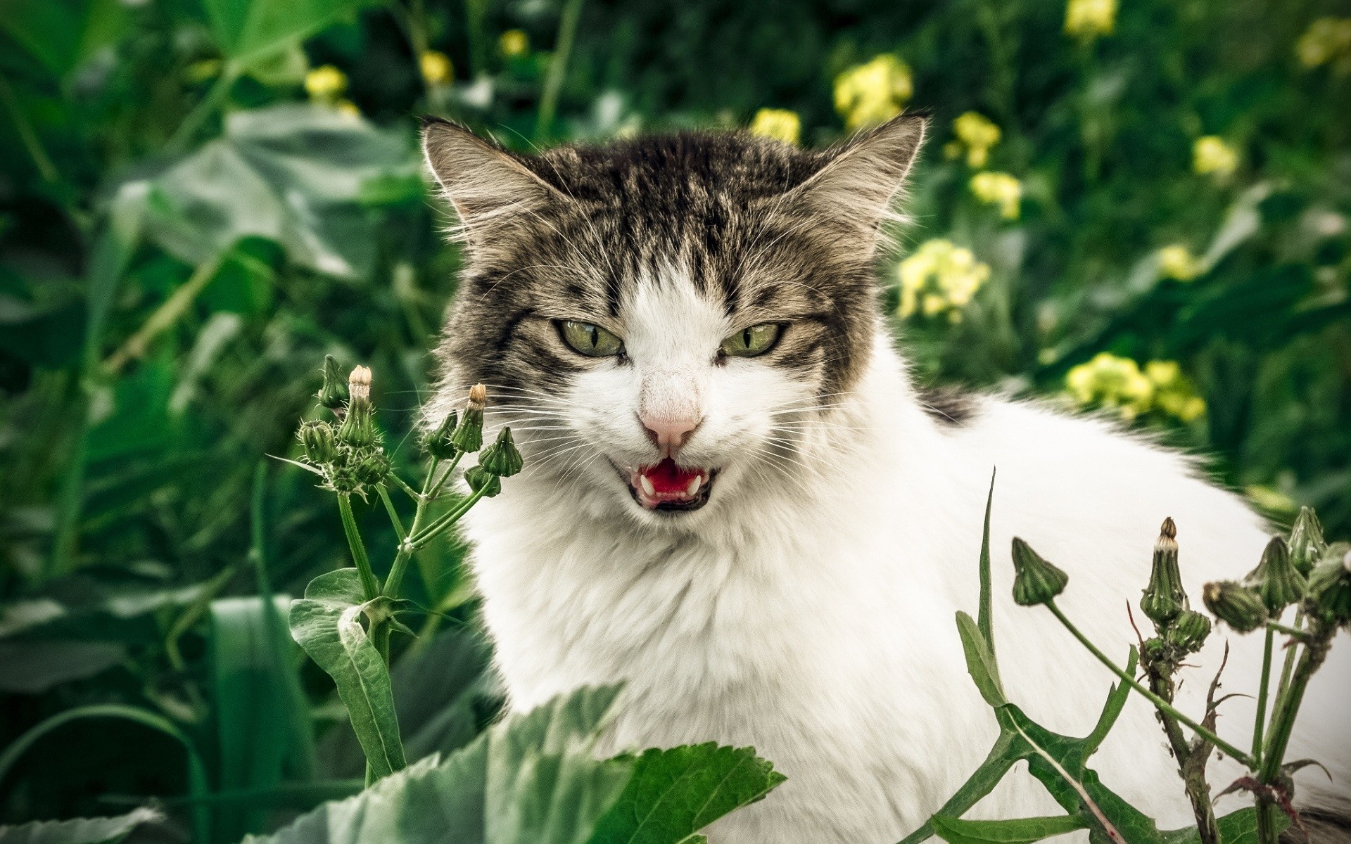 A cat hissing in green foliage HD Wallpaper