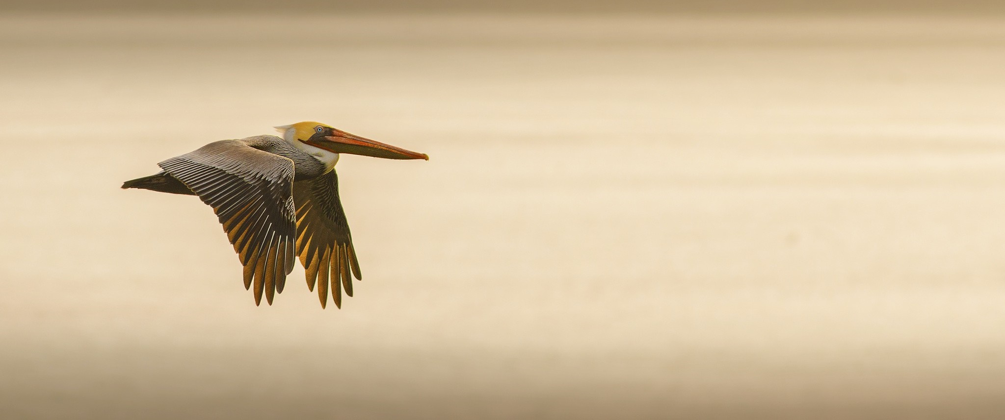 Brown Pelican in flight over water HD Wallpaper
