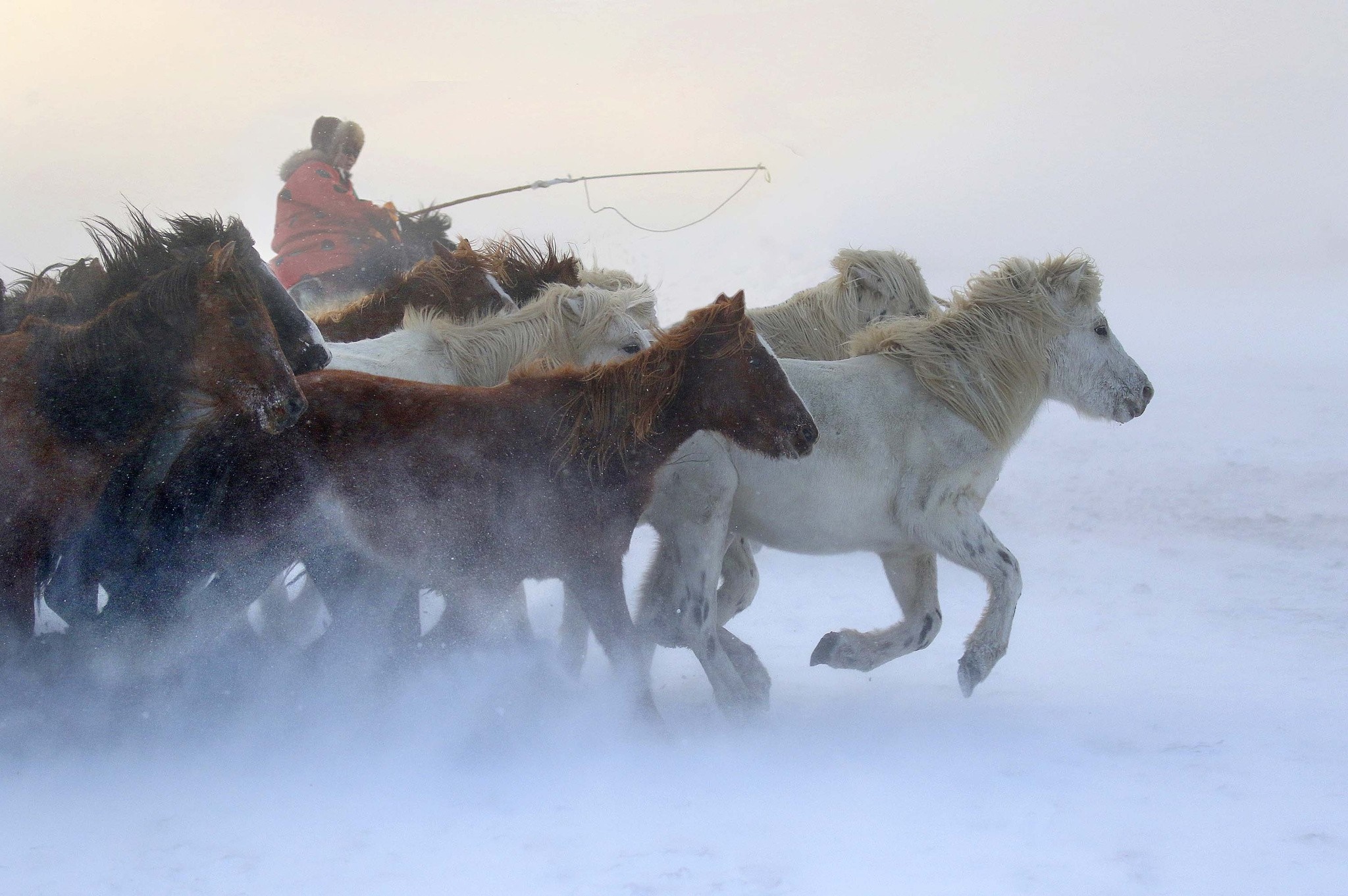 Person riding horses in a snowy landscape HD Wallpaper