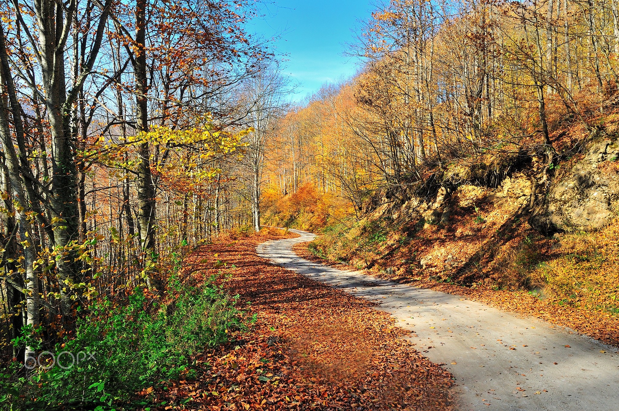 Autumn forest road covered in fallen leaves HD Wallpaper