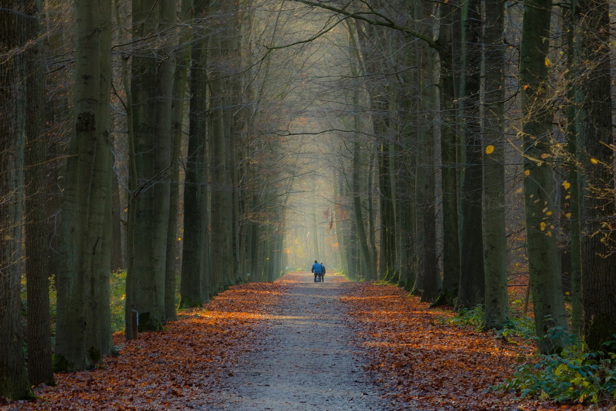 Two people walking on a path in an autumn forest HD Wallpaper