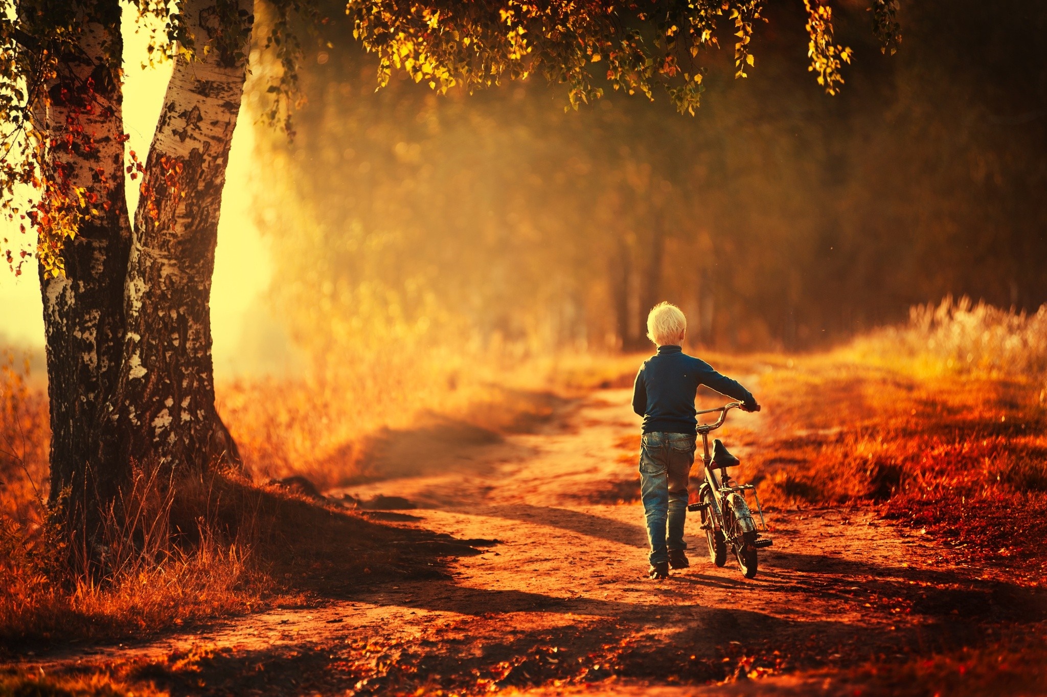 Boy with bicycle on a path in autumn forest at sunset HD Wallpaper