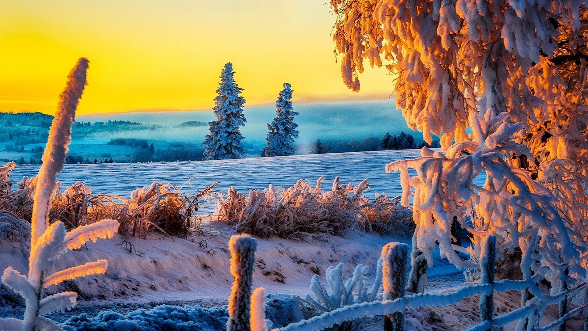 Winter landscape with snow-covered trees at sunrise HD Wallpaper