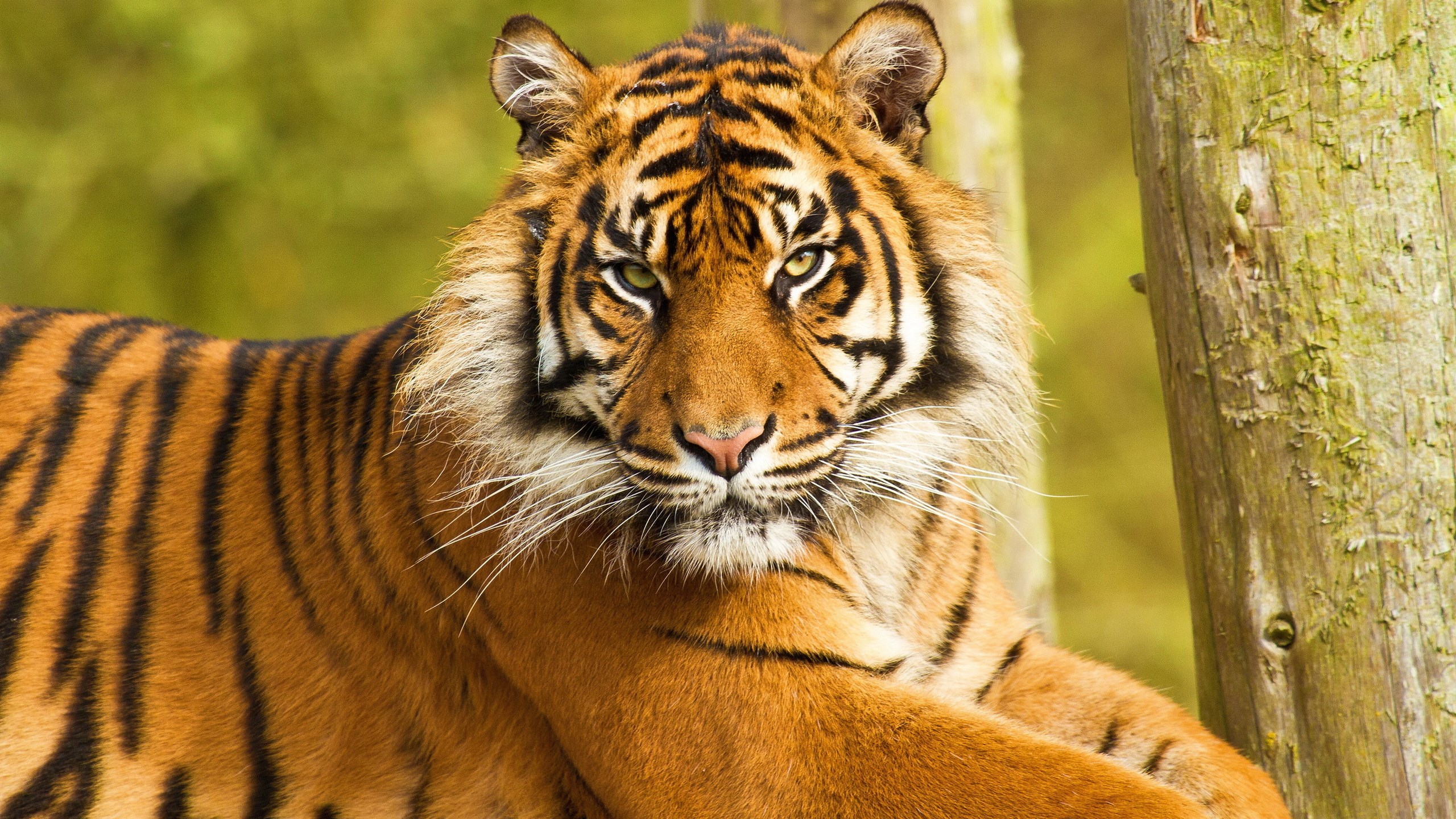Tiger resting near a wooden post HD Wallpaper