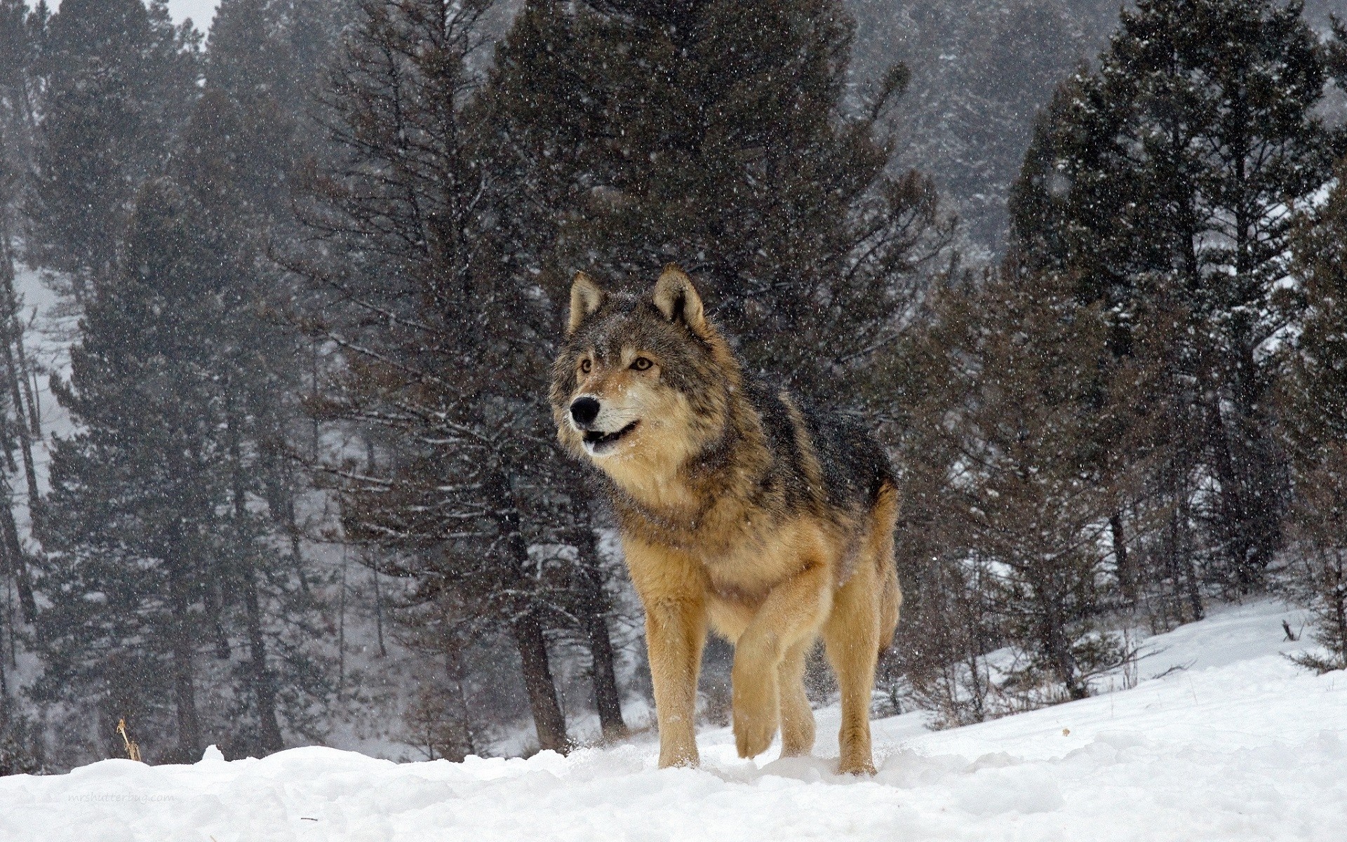 Wolf in a snowy forest during snowfall HD Wallpaper