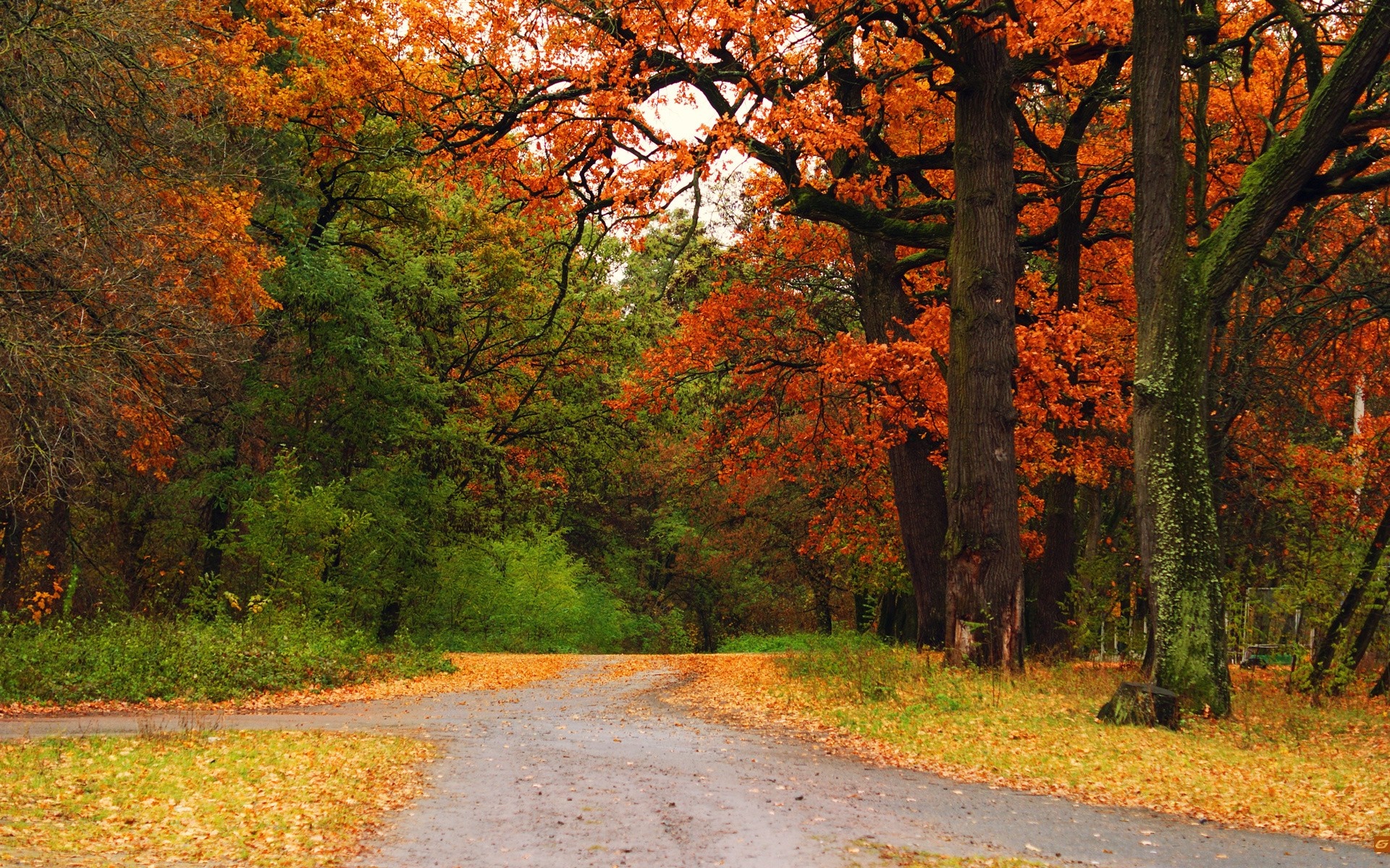 Autumn forest road with colorful leaves HD Wallpaper