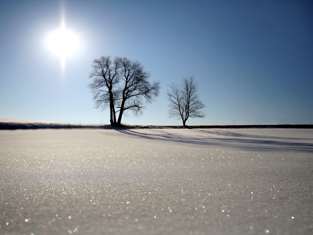 Two bare trees in a snowy field under a bright sun HD Wallpaper