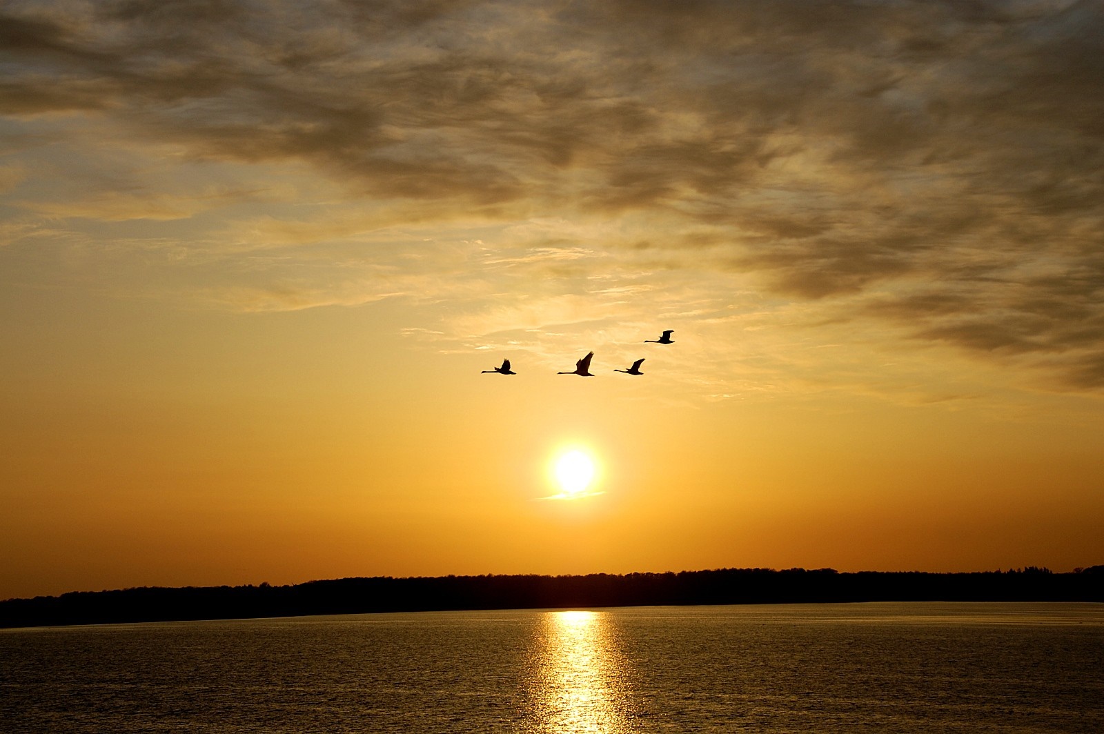 Four birds flying over the sea at sunset HD Wallpaper
