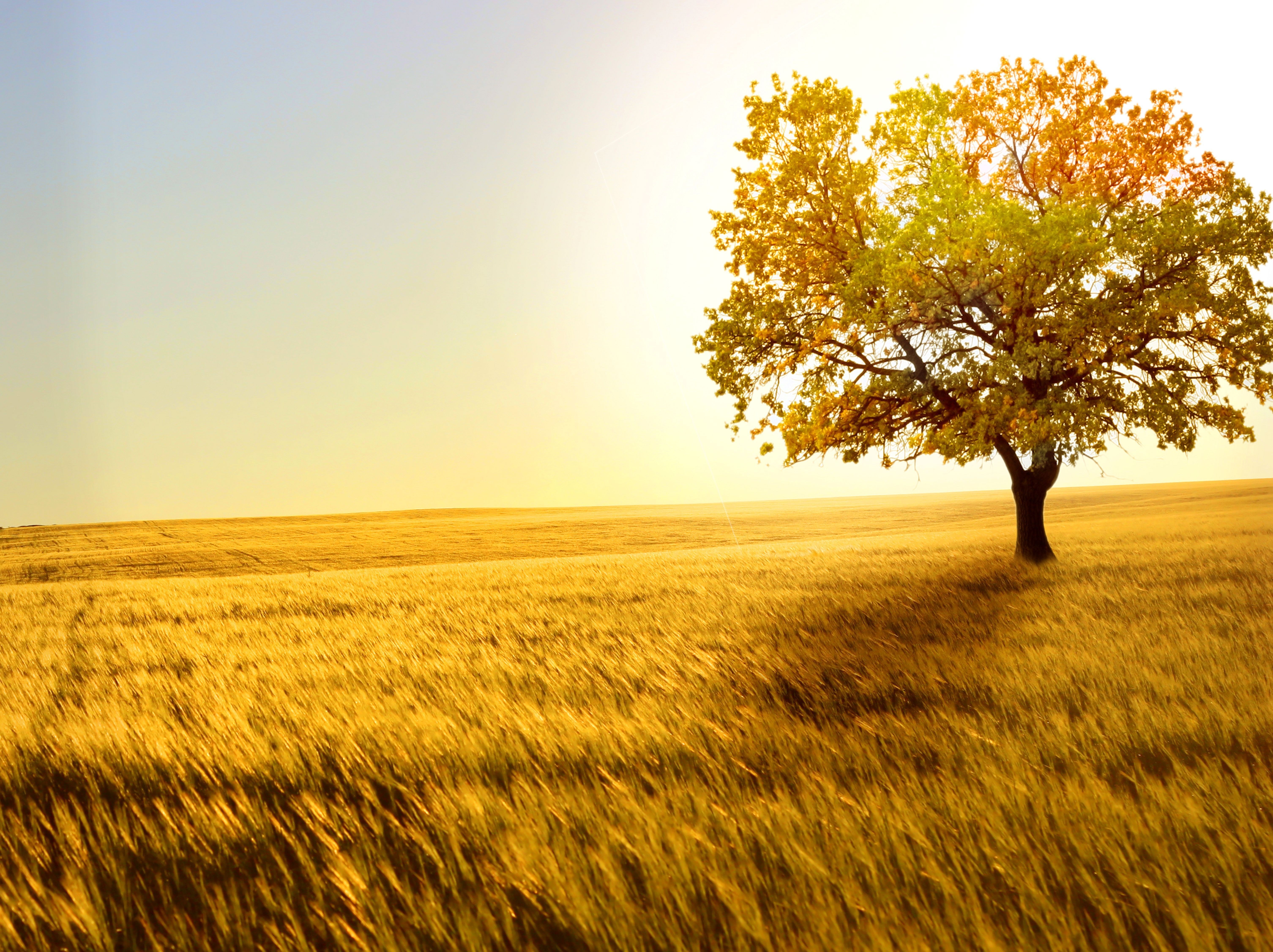 Golden field with a lone tree at sunset HD Wallpaper