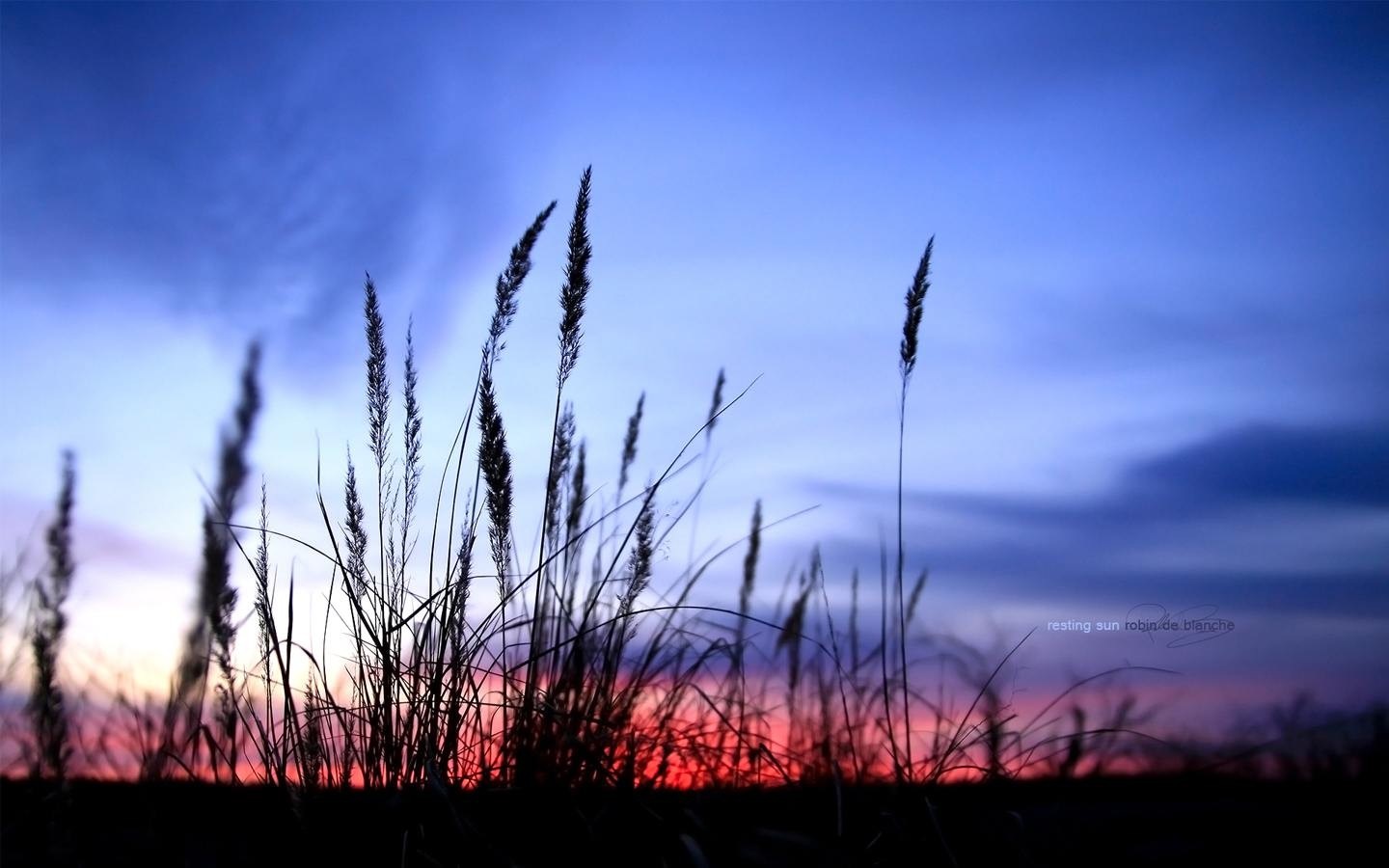 Silhouette of grass against a sunset sky HD Wallpaper