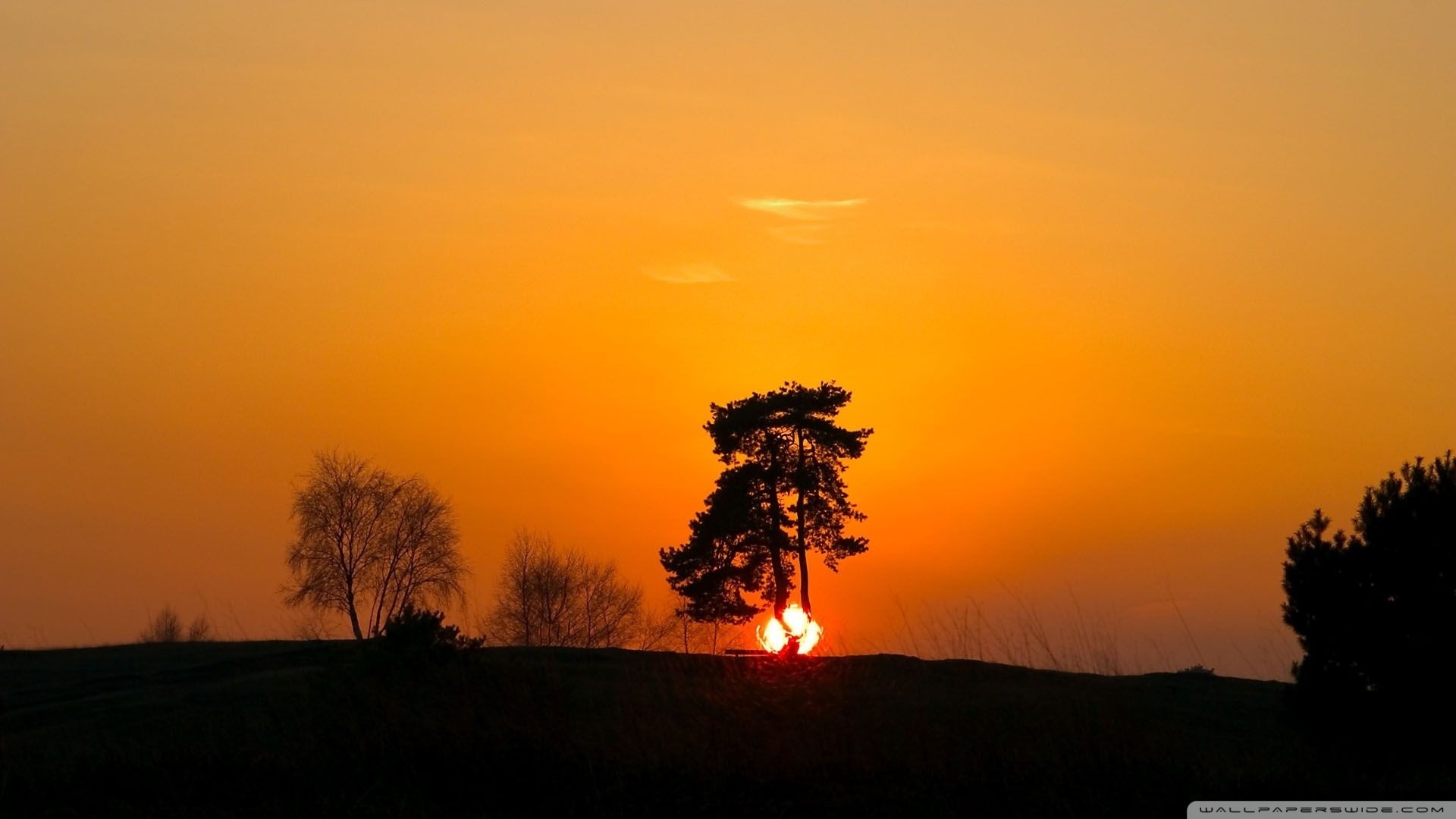 Silhouette of trees against a vibrant sunset sky HD Wallpaper