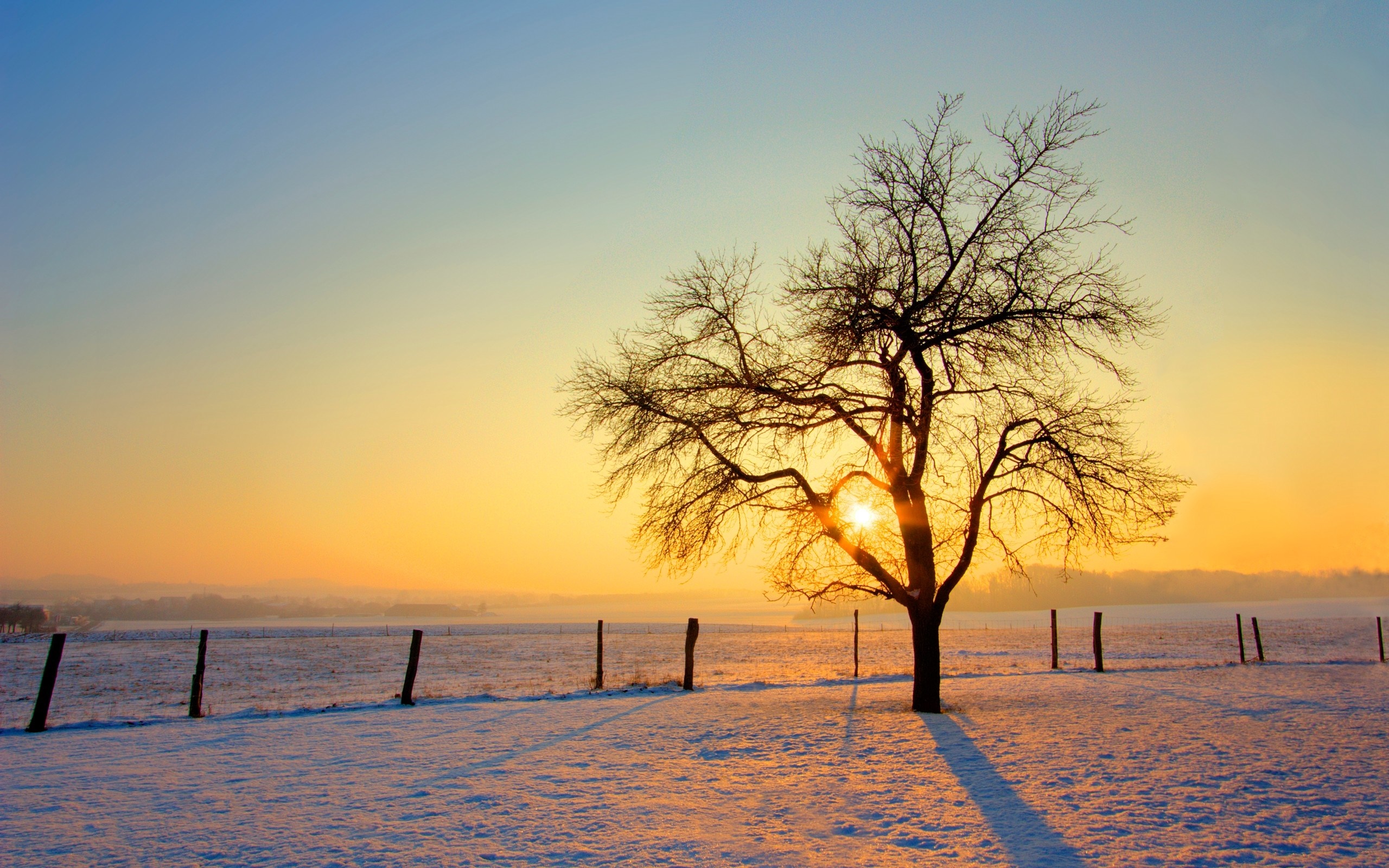 Bare tree in snowy field at sunset HD Wallpaper