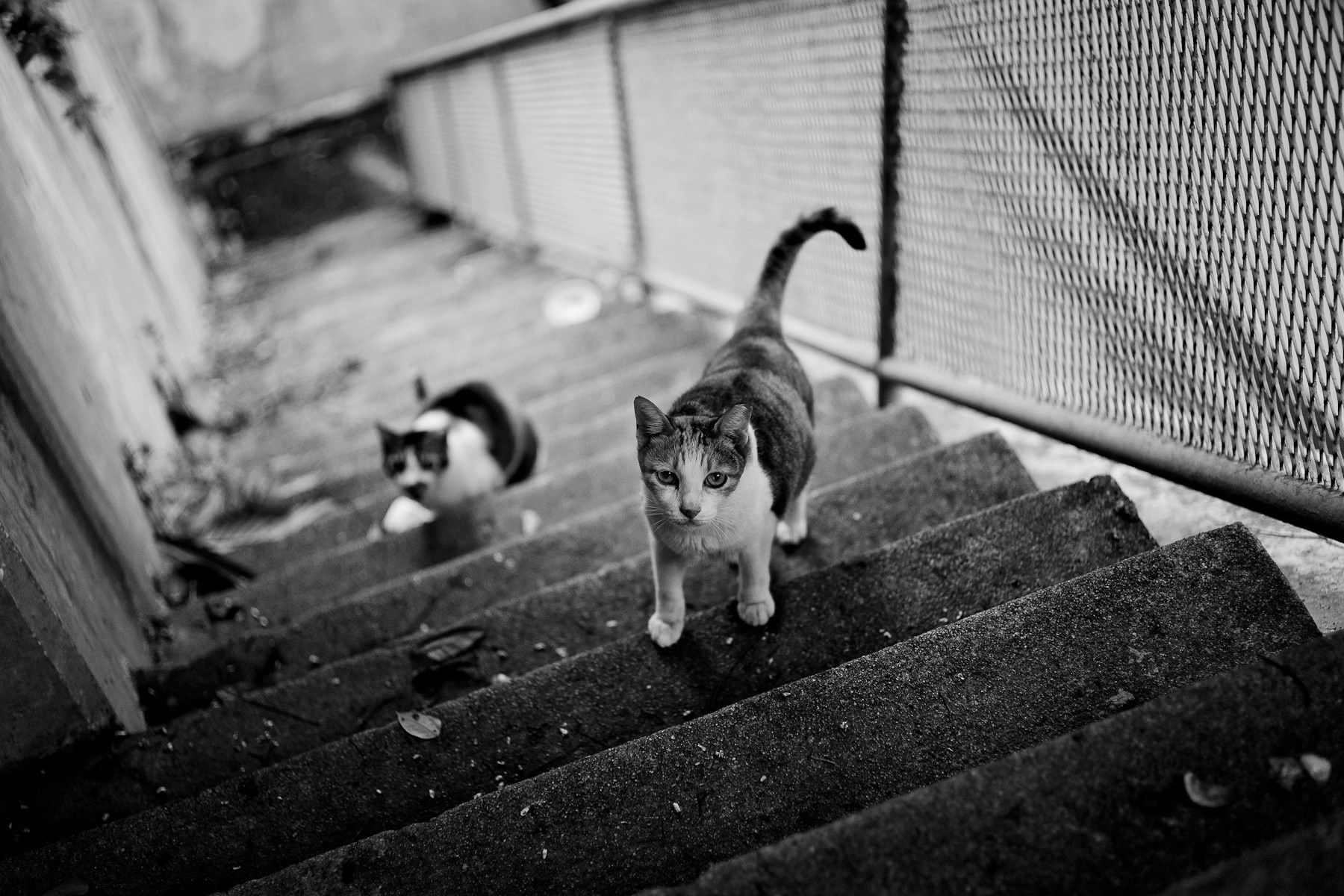 Two cats on concrete stairs, black and white photography HD Wallpaper