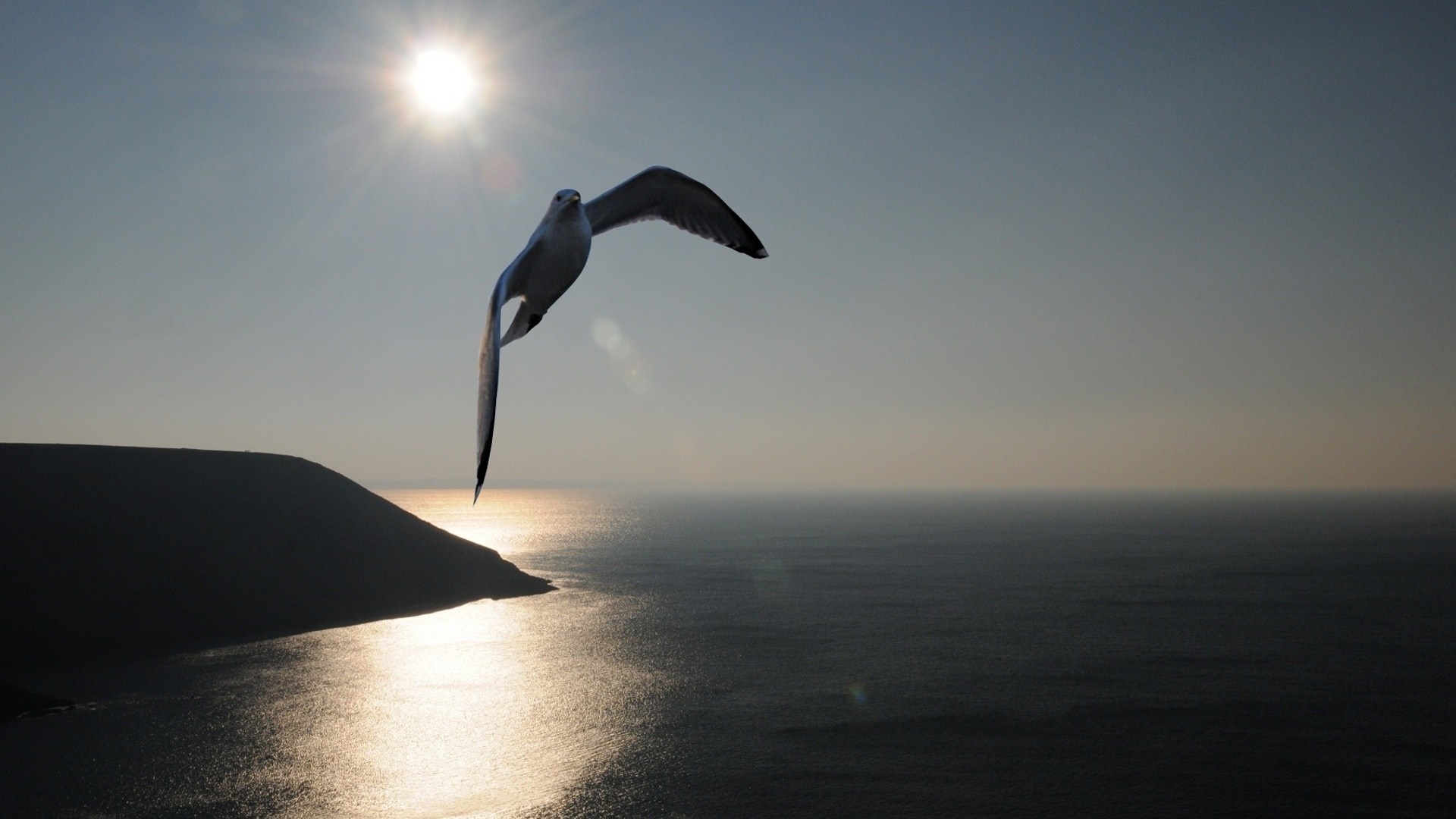 Seagull flying over the sea at sunset HD Wallpaper